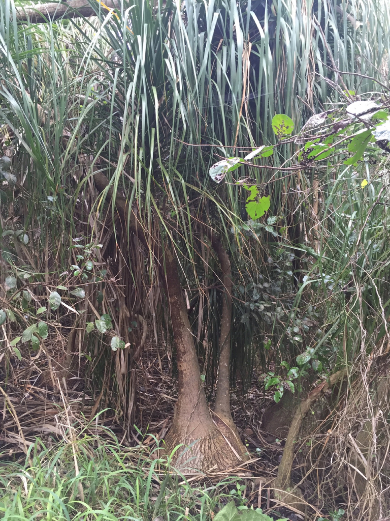 Ponytail Palm — photo 13