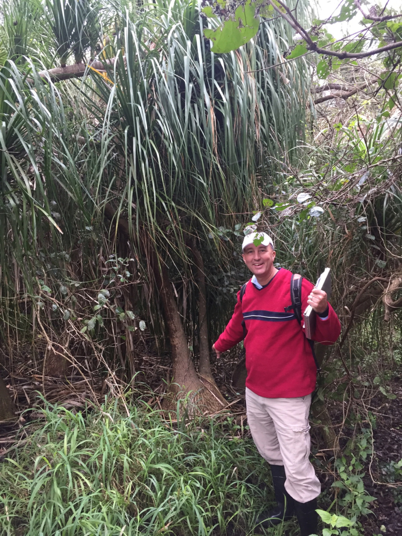 Ponytail Palm — photo 14