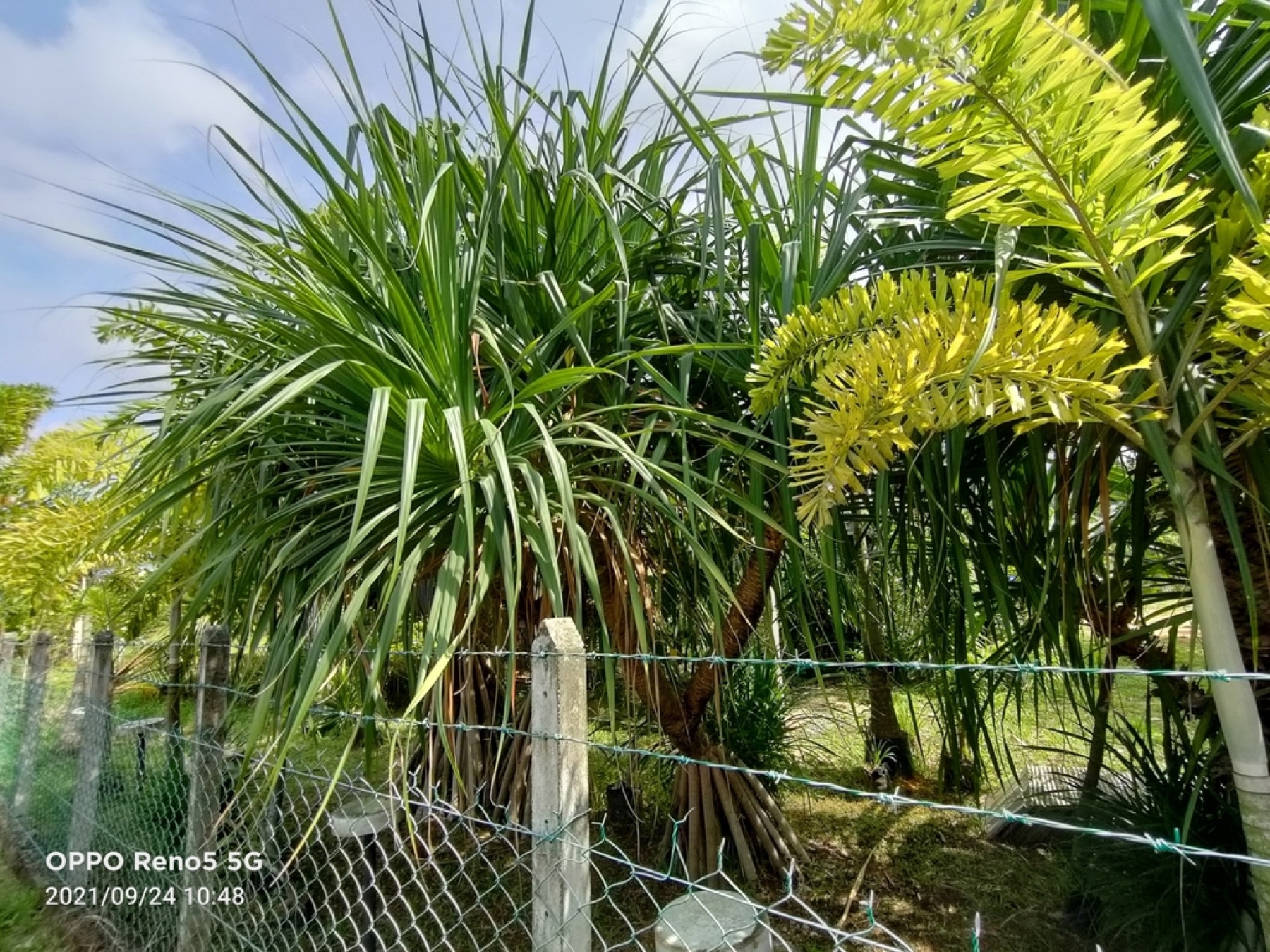 Ponytail Palm — photo 15