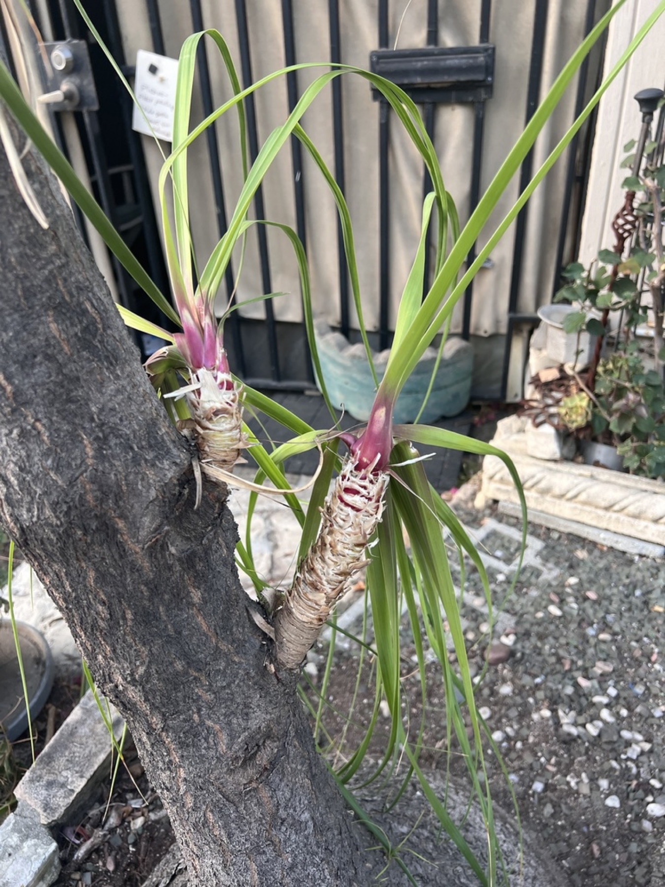 Ponytail Palm — photo 16
