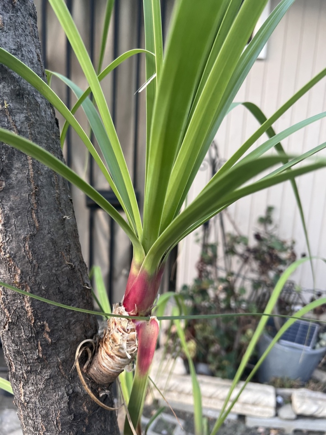 Ponytail Palm — photo 17