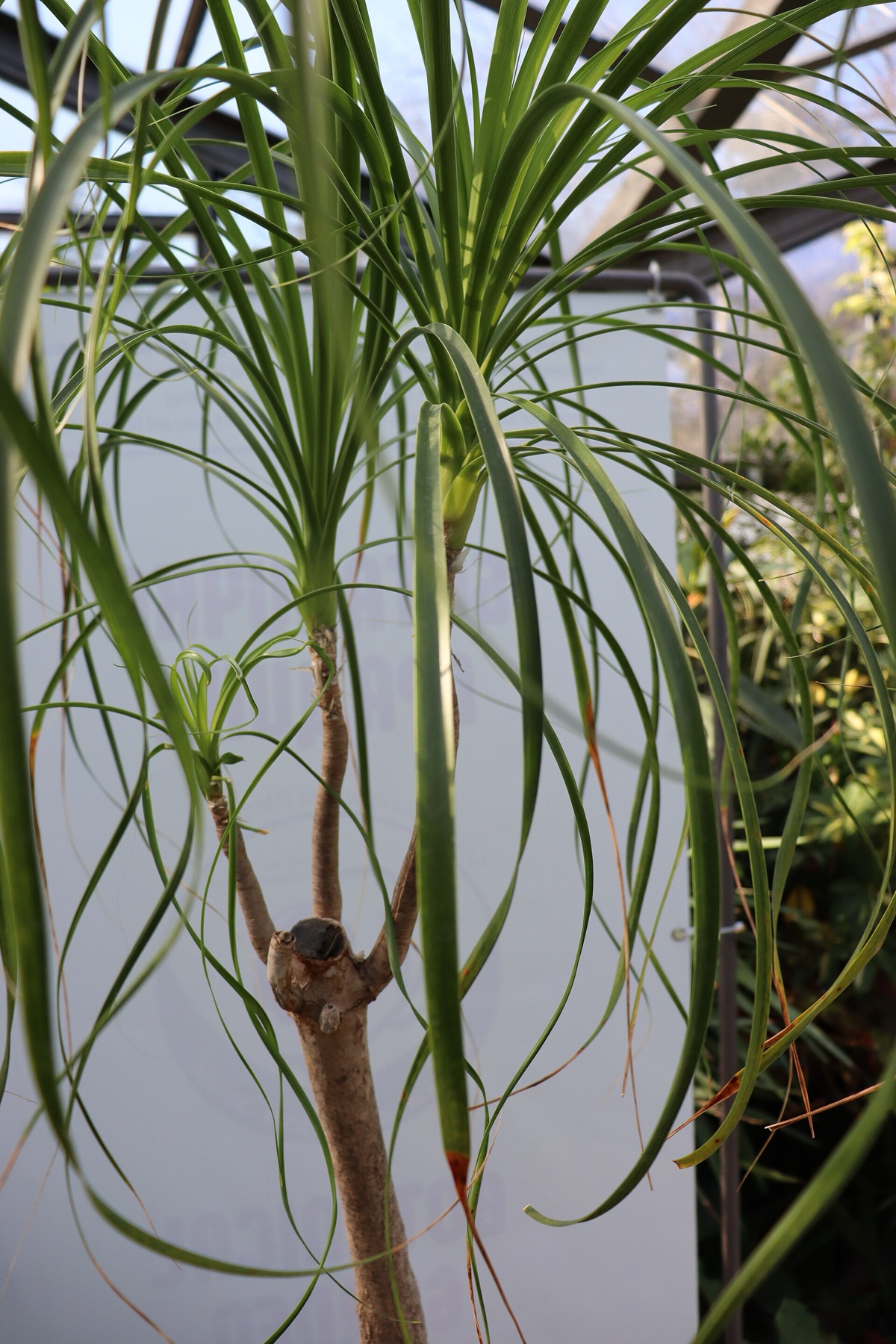Ponytail Palm — photo 18