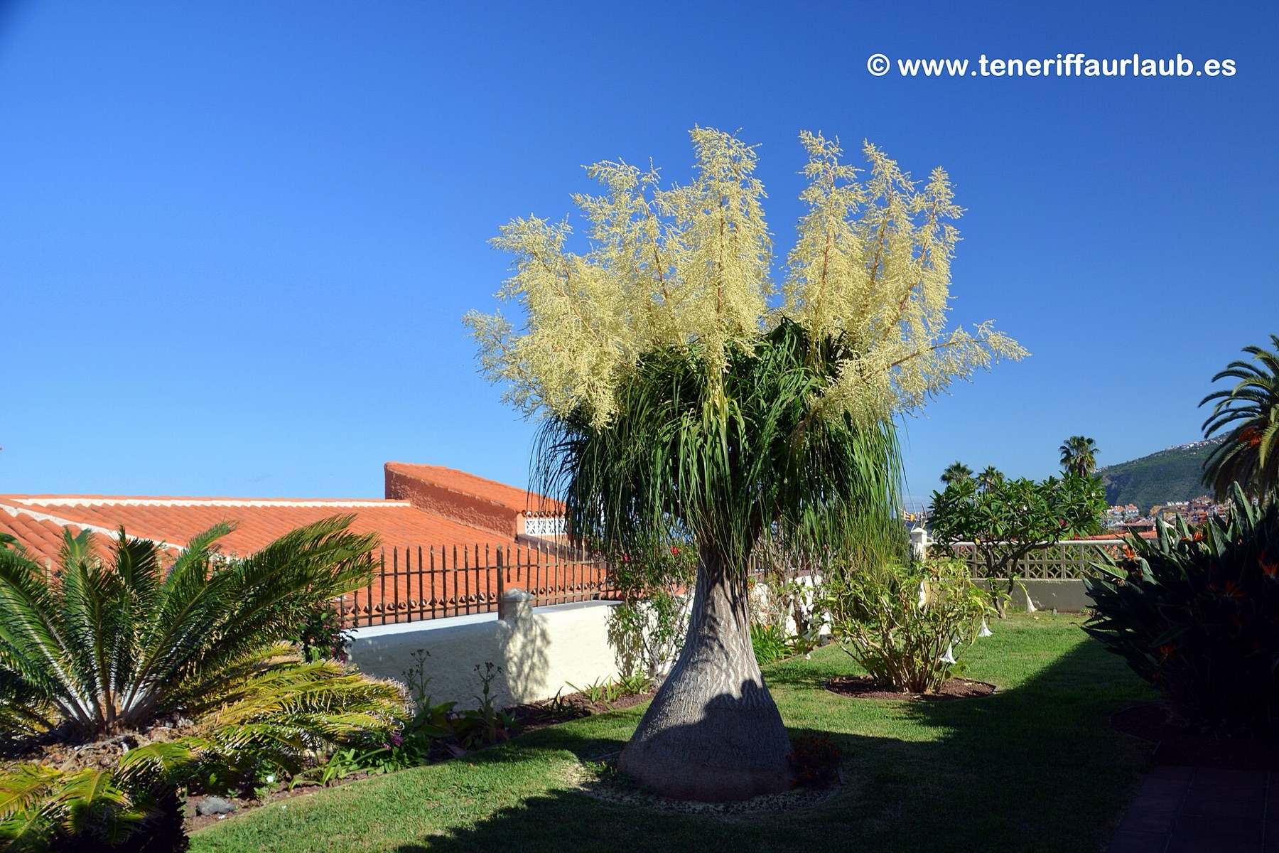 Ponytail Palm — photo 19