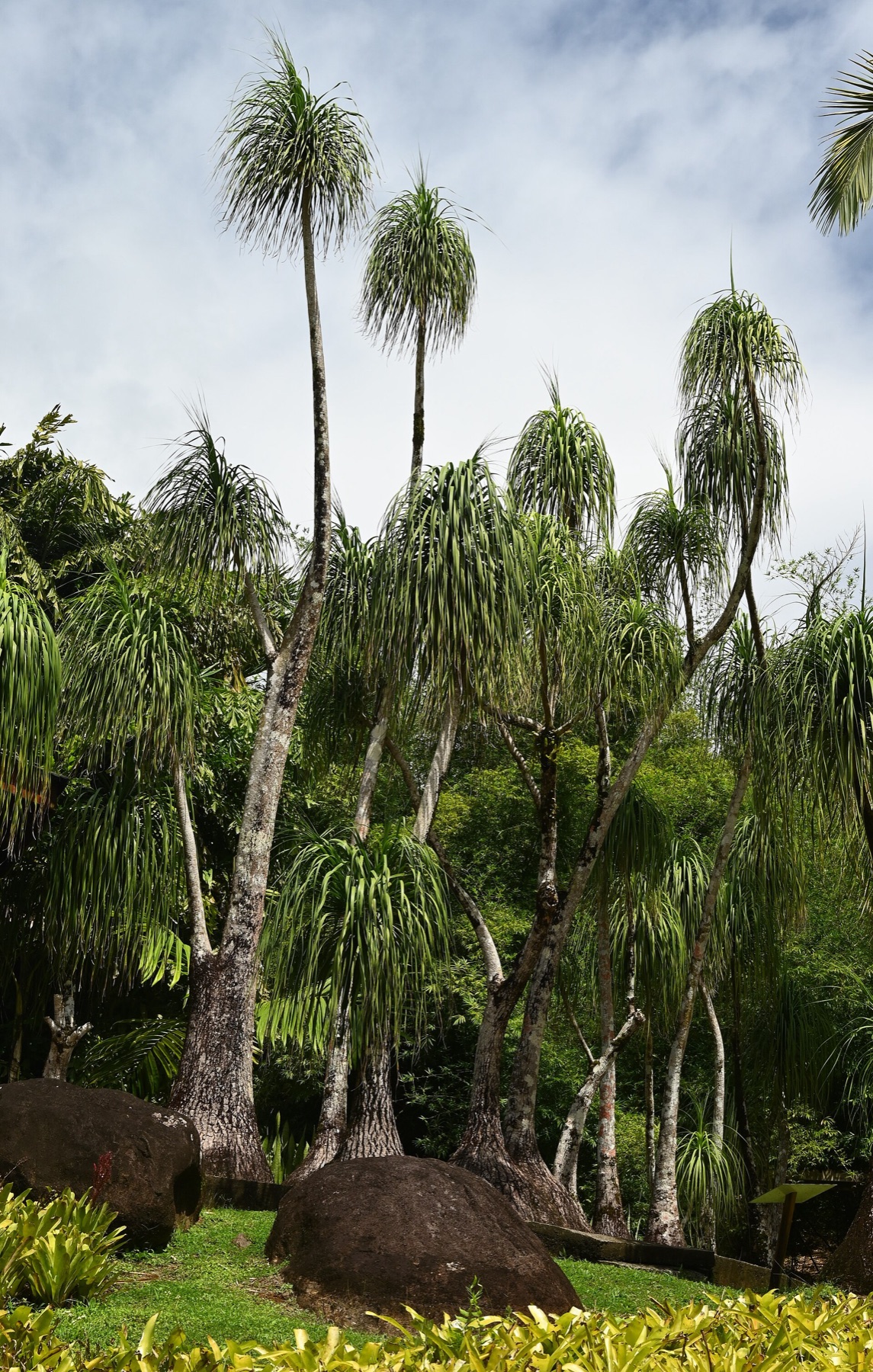 Ponytail Palm — photo 20