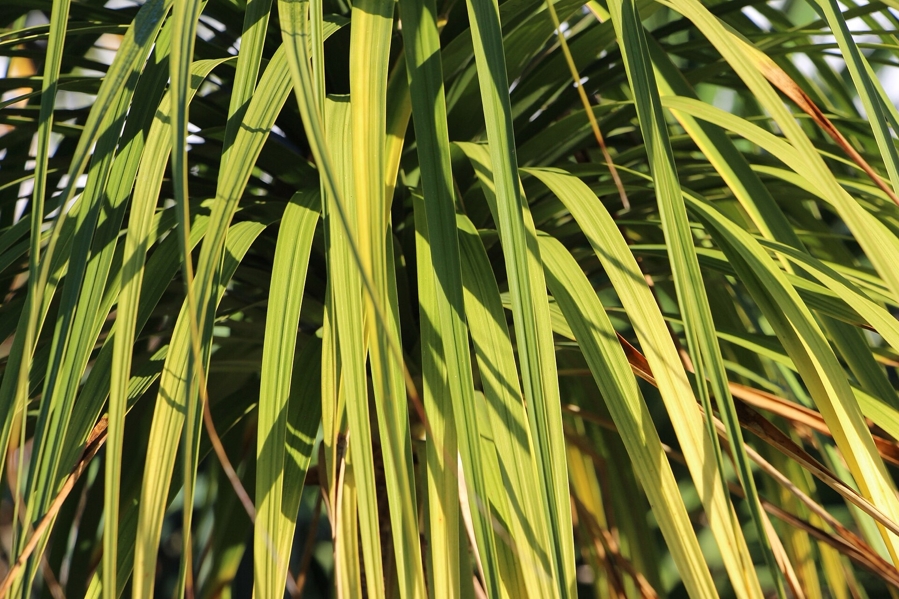 Ponytail Palm — photo 21