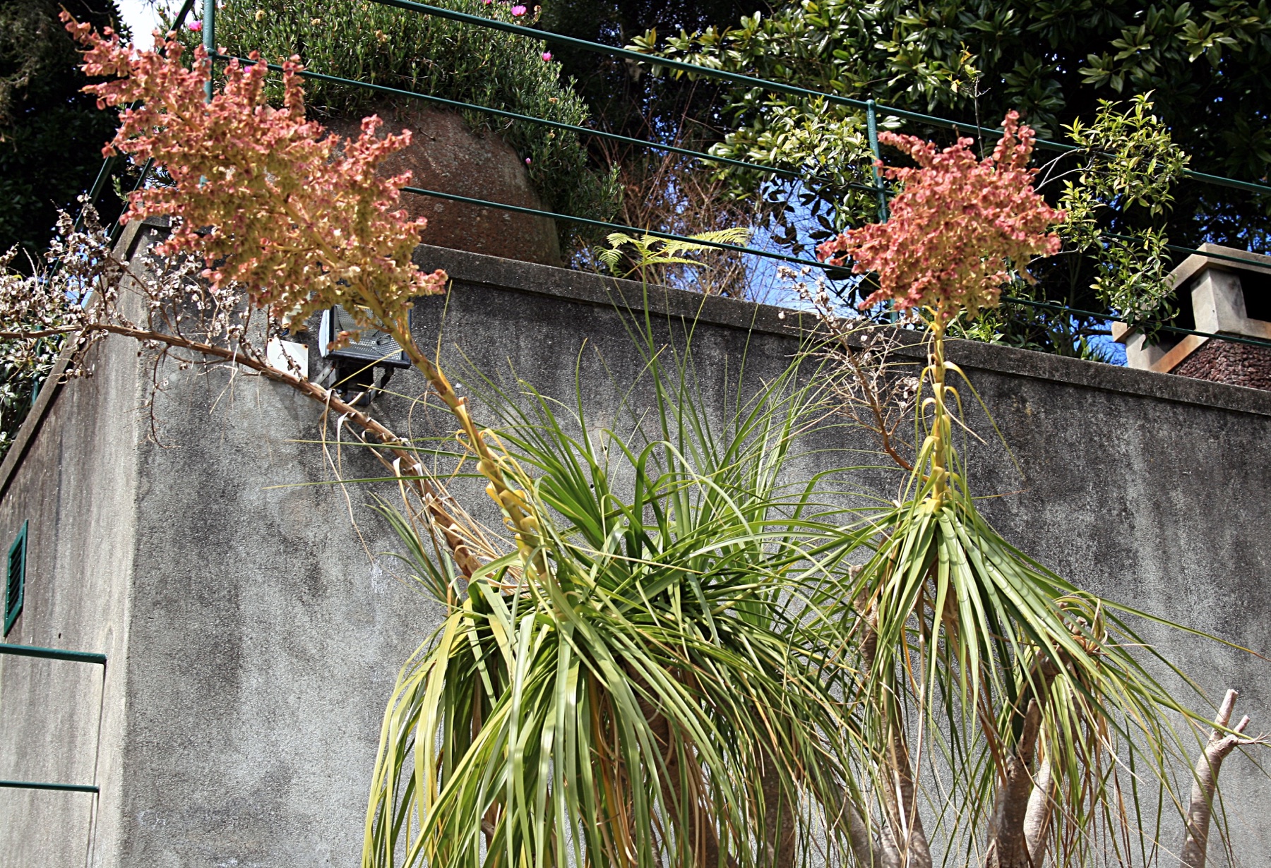 Ponytail Palm — photo 22