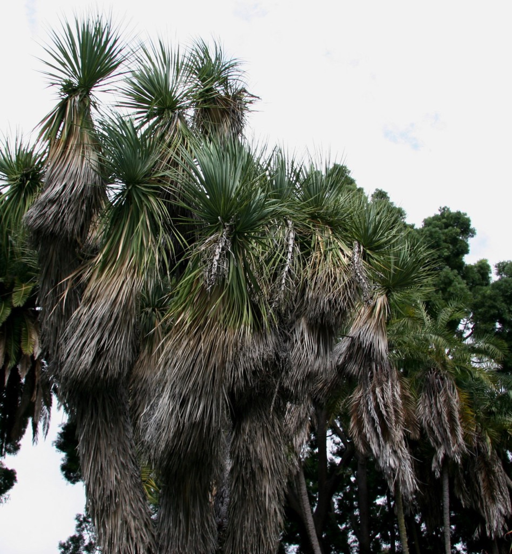 Ponytail Palm — photo 23
