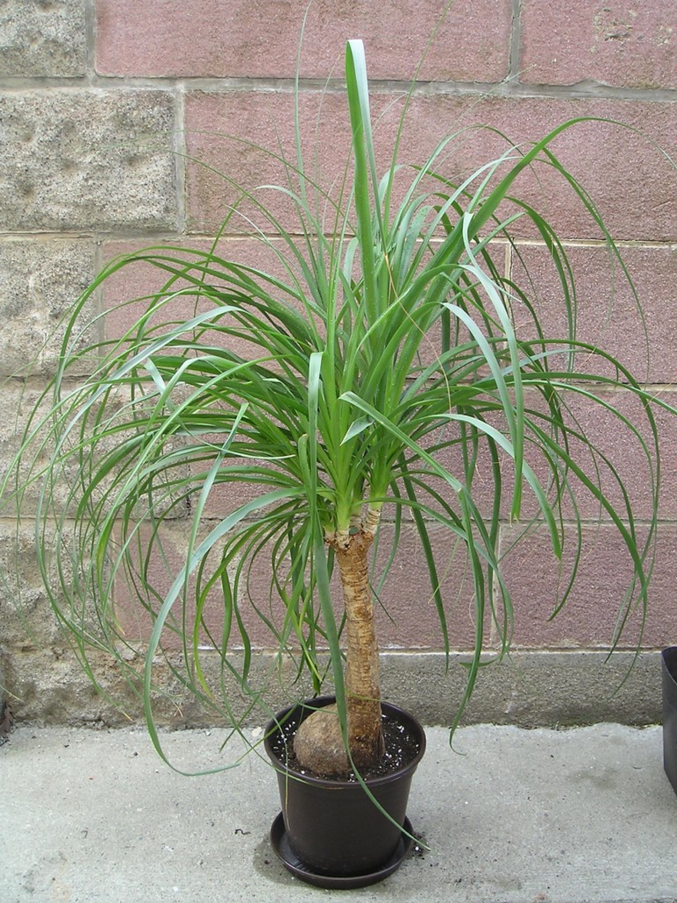 Ponytail Palm — photo 1