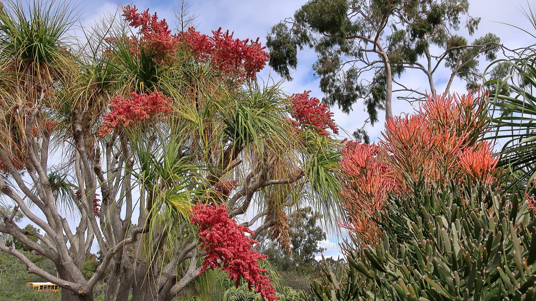 Ponytail Palm — photo 3