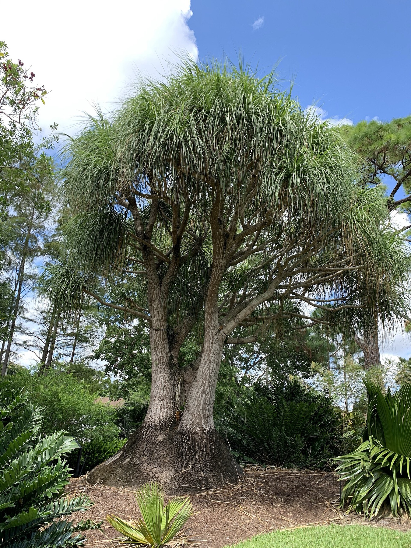 Ponytail Palm — photo 4