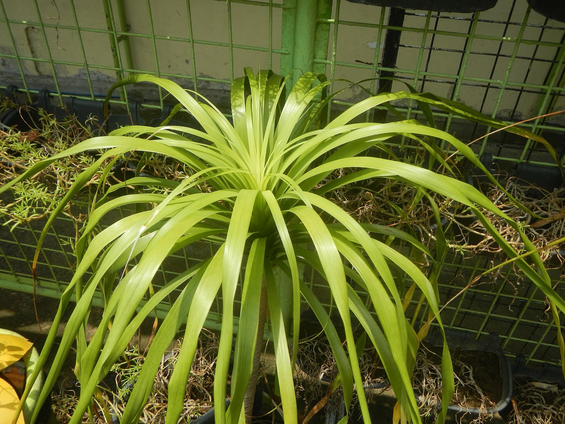Ponytail Palm — photo 5