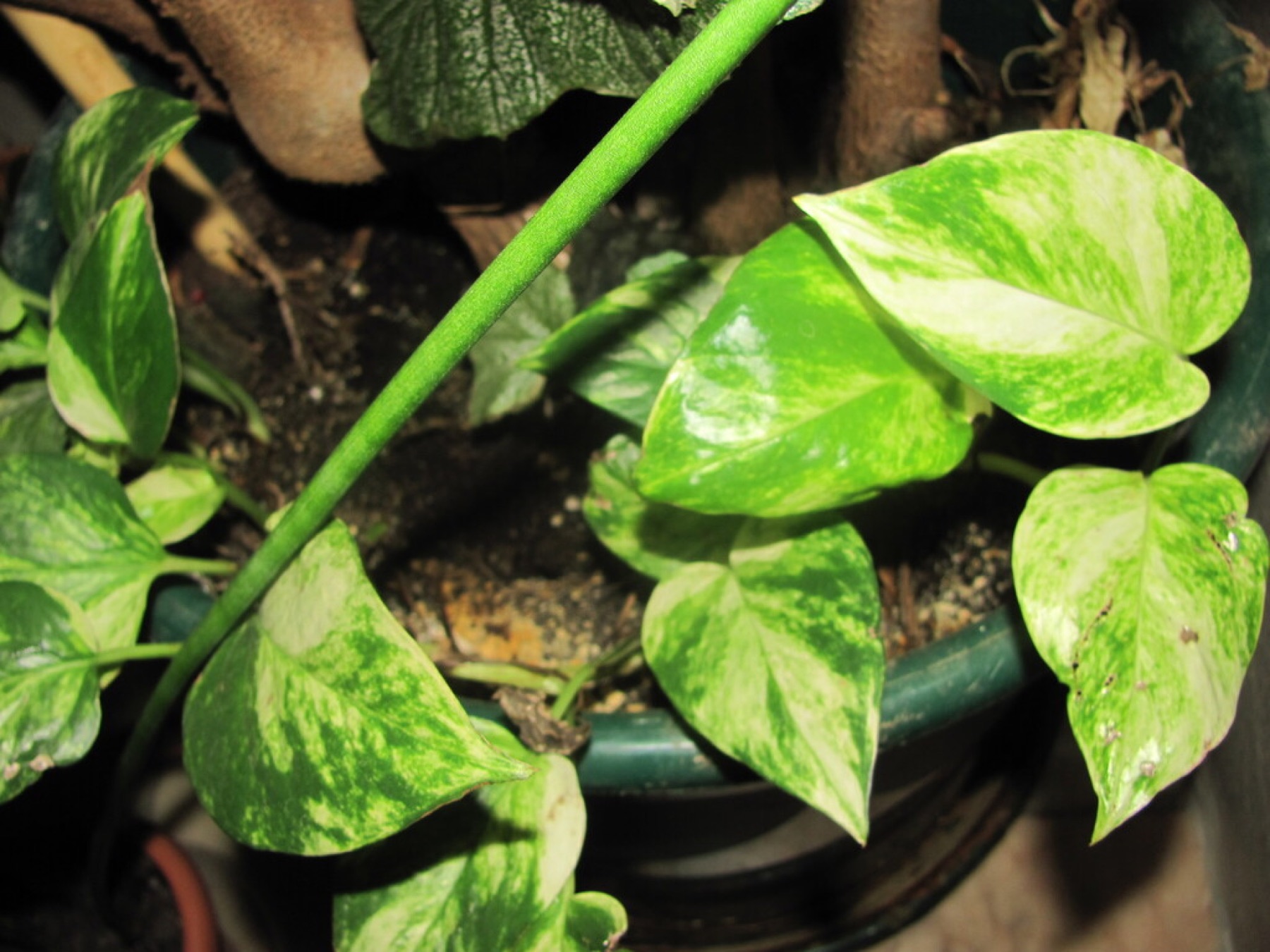 Pothos — photo 7