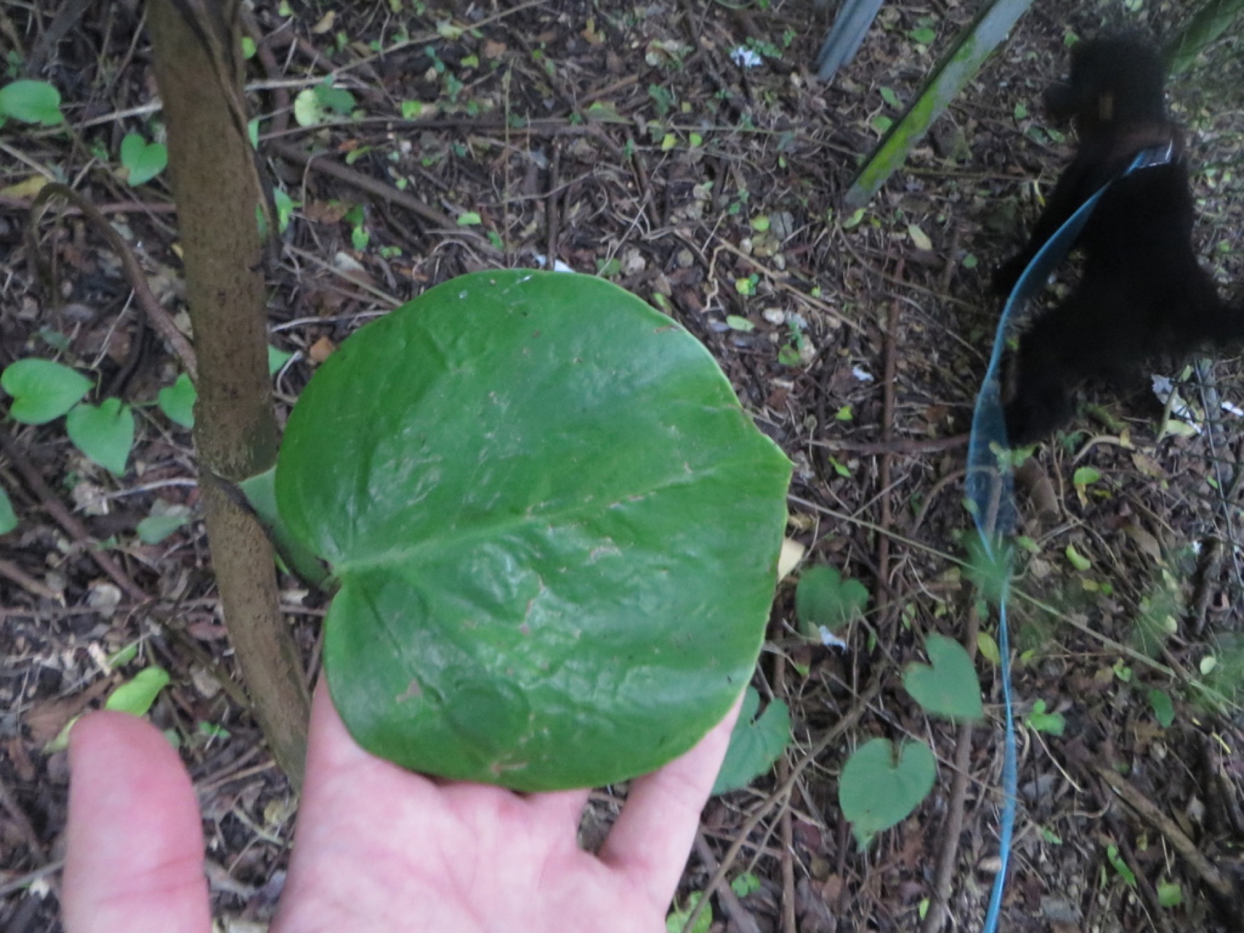 Pothos — photo 9
