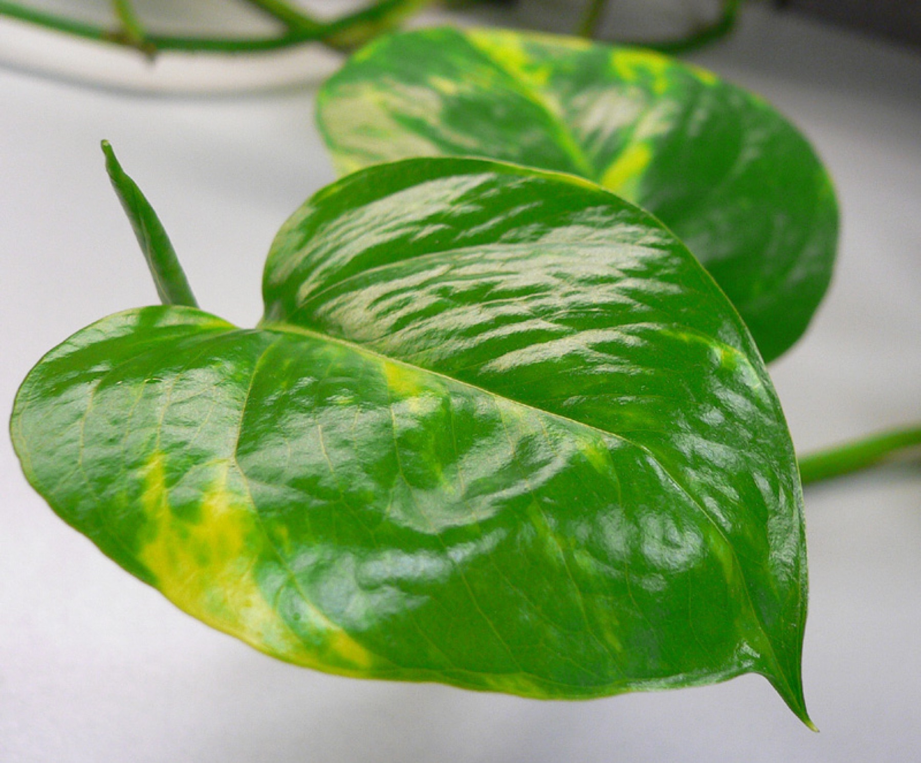 Pothos — photo 11