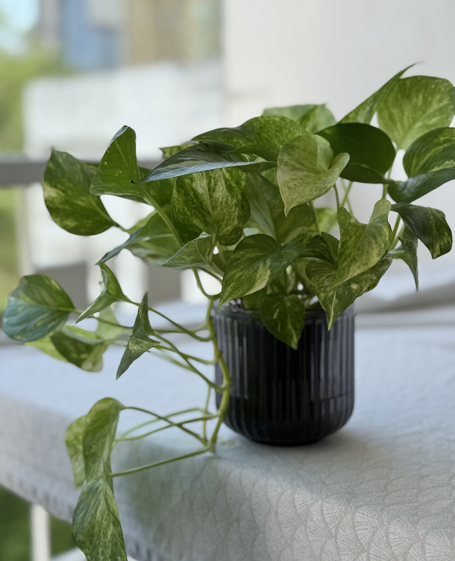 Pothos — photo 13