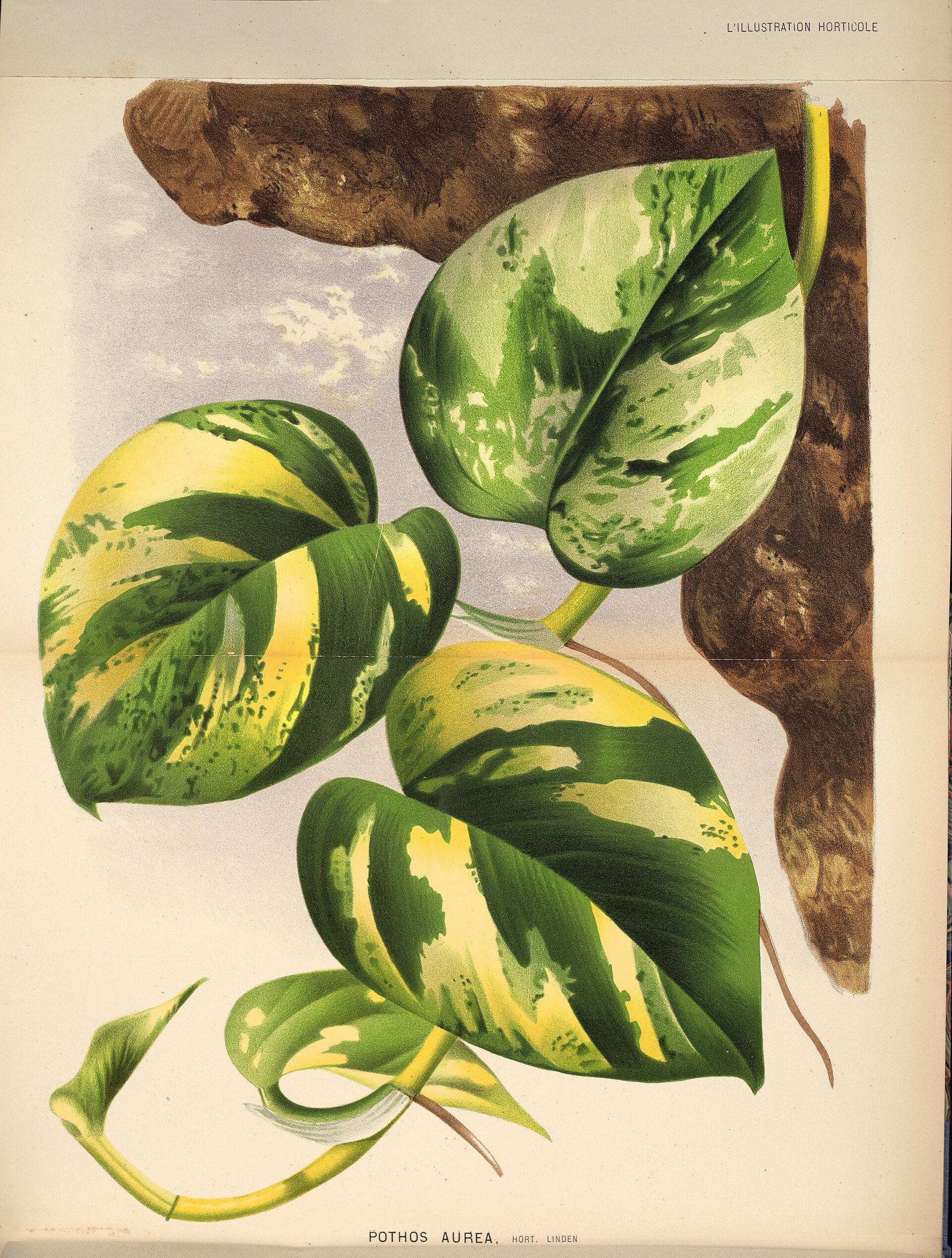 Pothos — photo 14