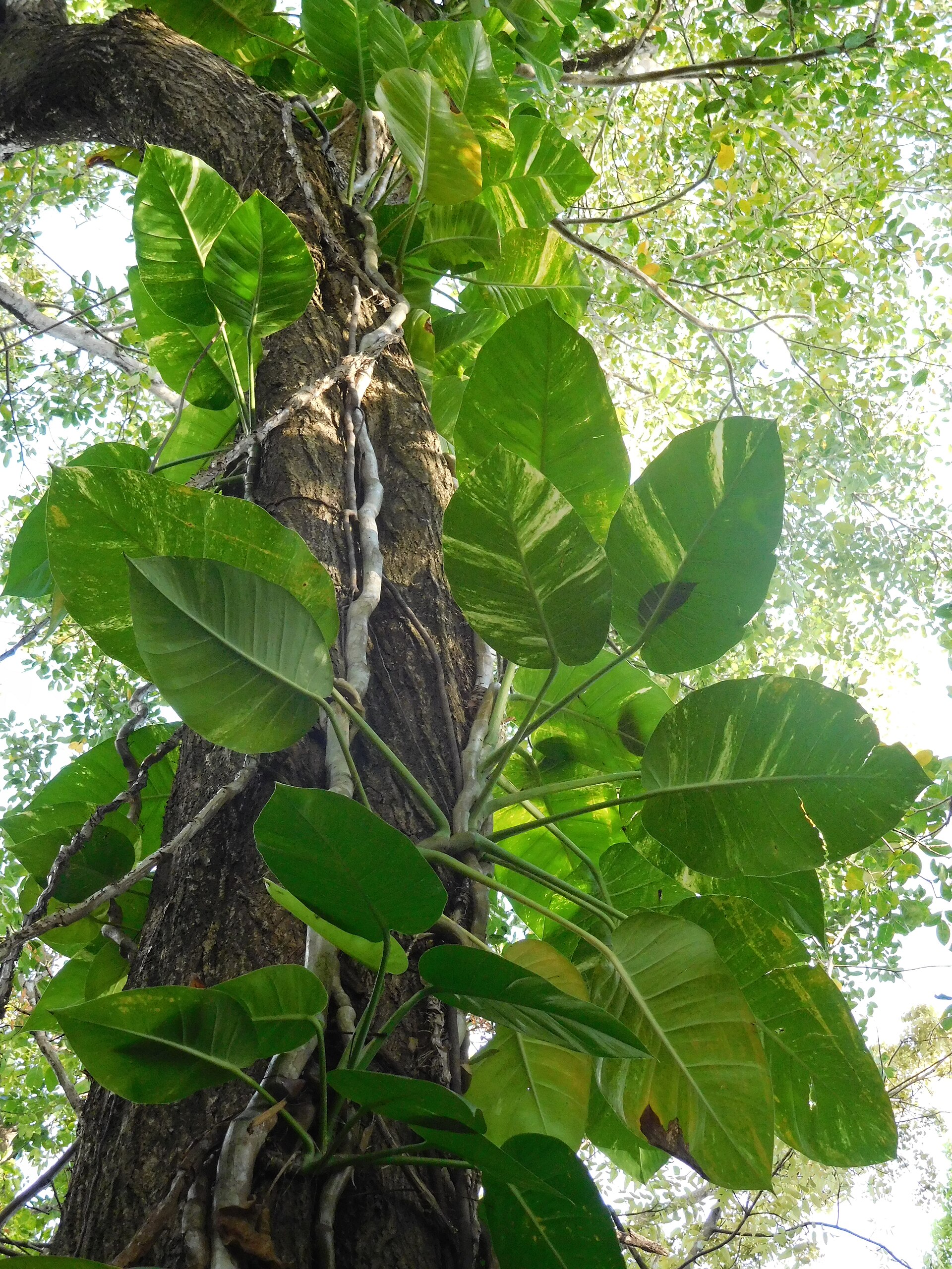 Pothos — photo 15