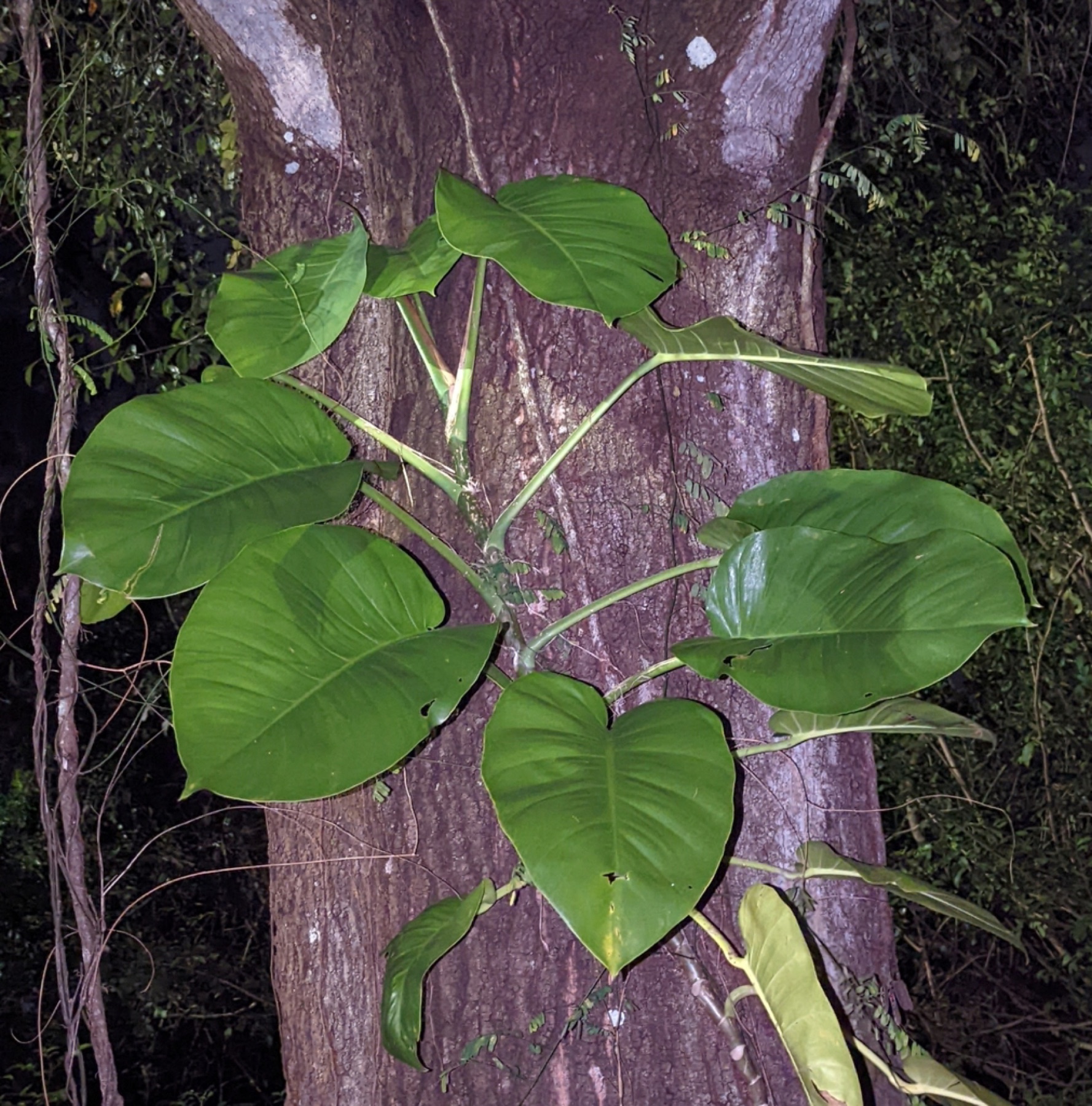 Pothos — photo 3