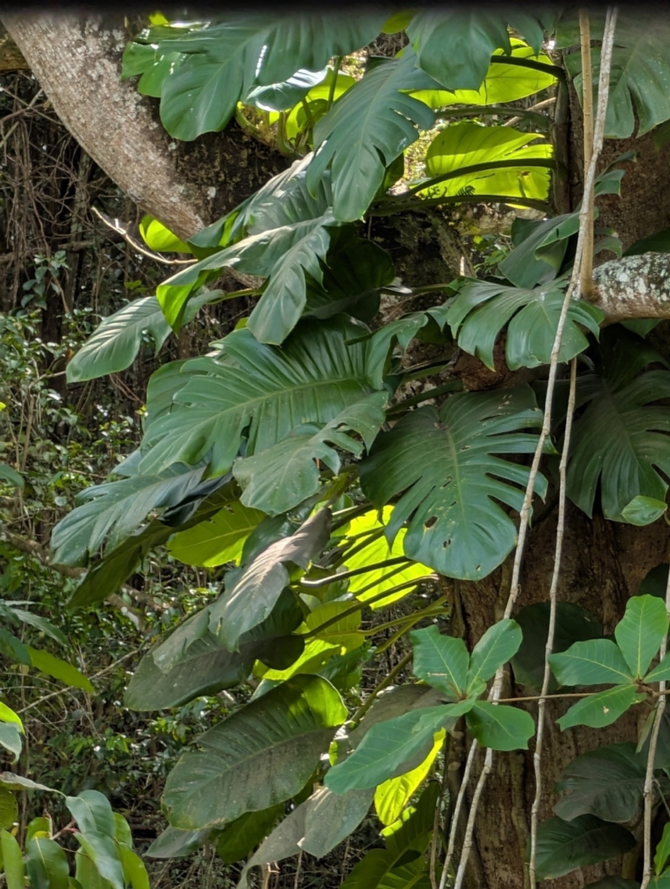 Pothos — photo 4