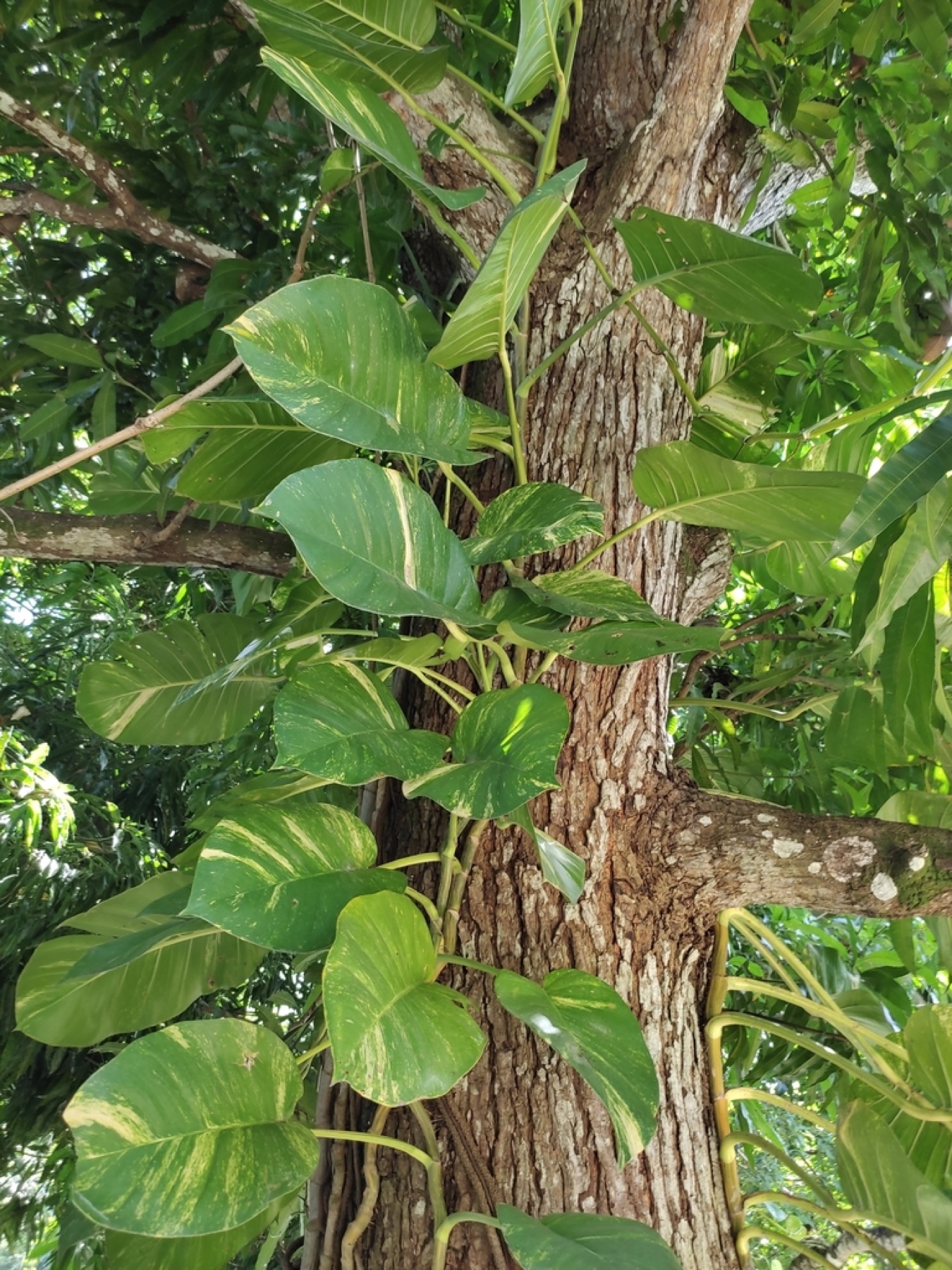 Pothos — photo 5