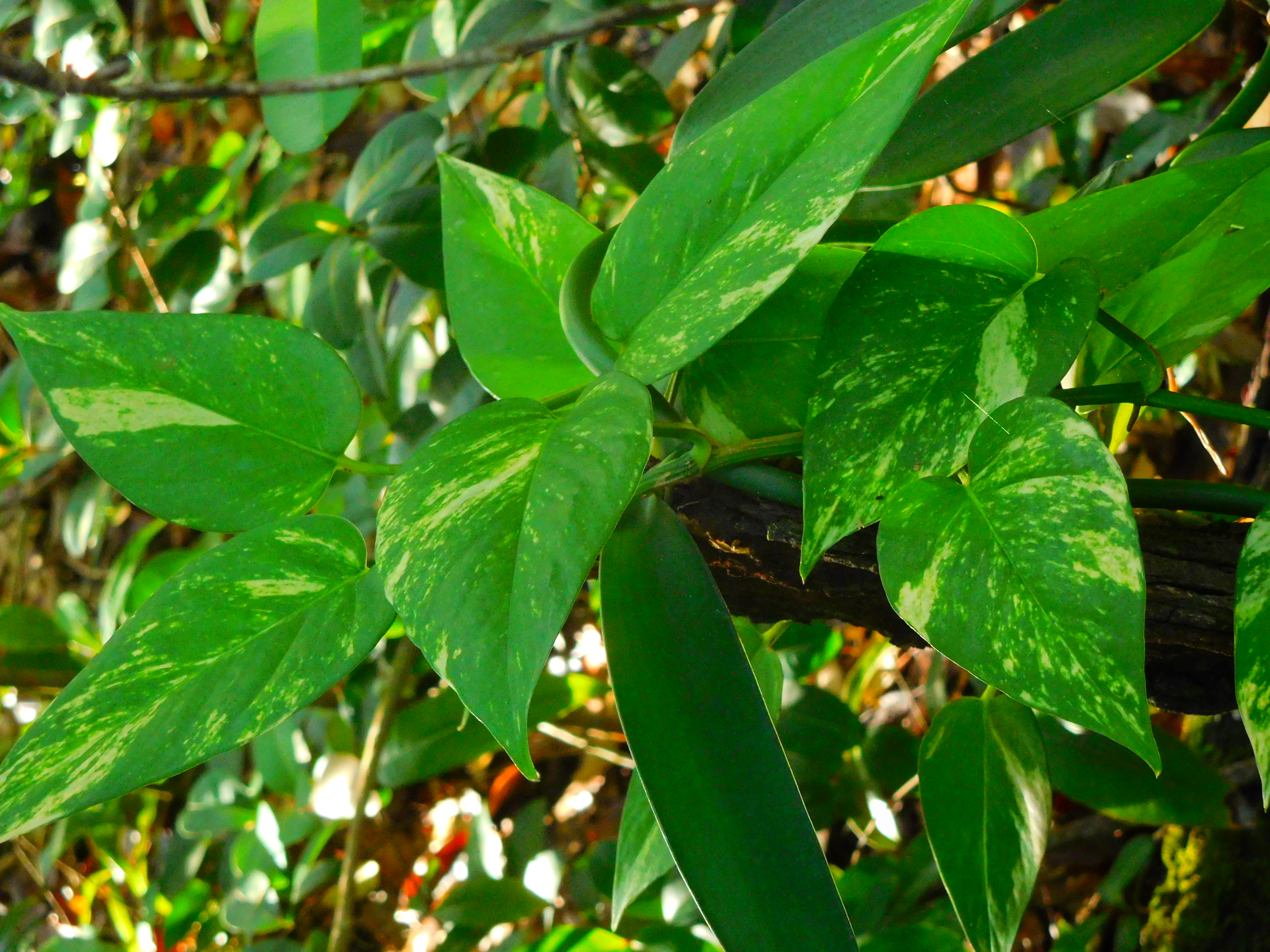 Pothos — photo 12
