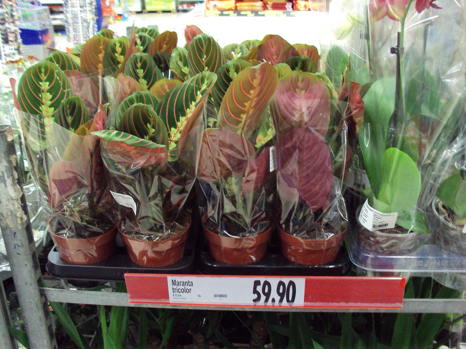 Prayer Plant — photo 6