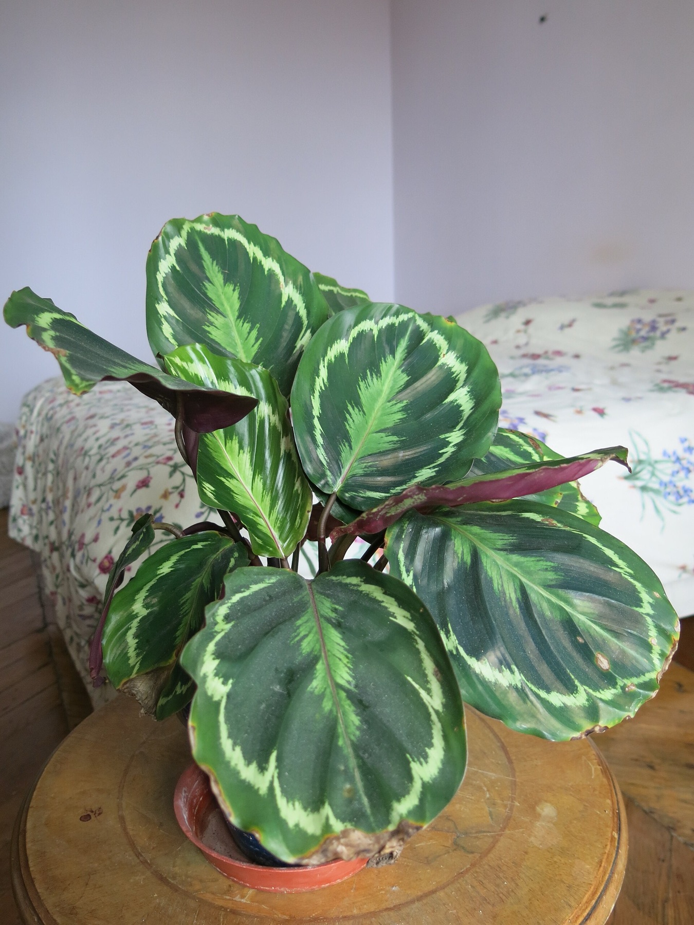 Prayer Plant — photo 7