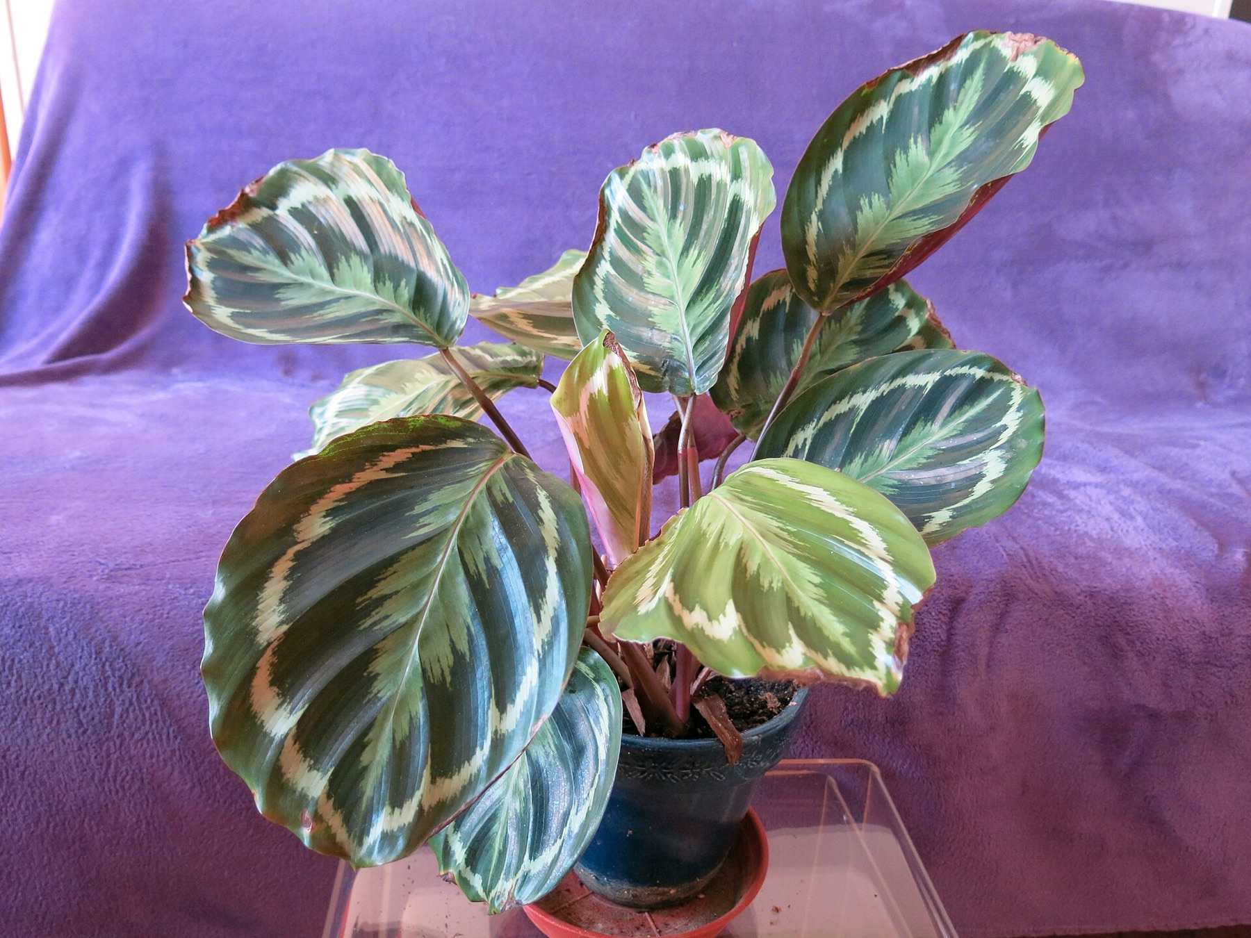 Prayer Plant — photo 8