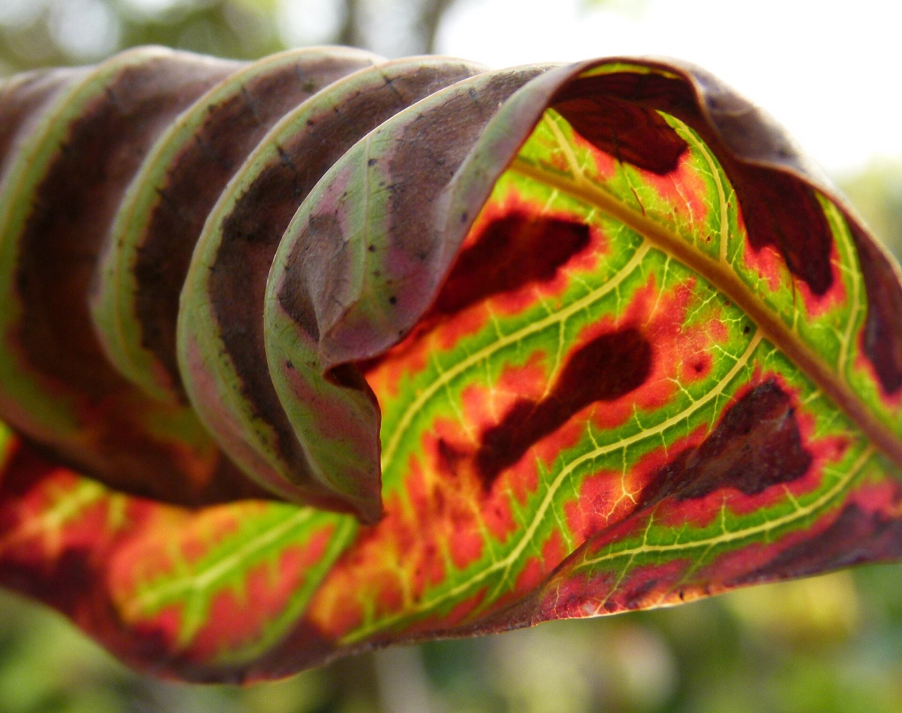 Prayer Plant — photo 9