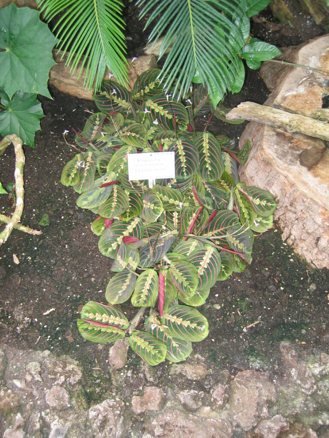 Prayer Plant — photo 10
