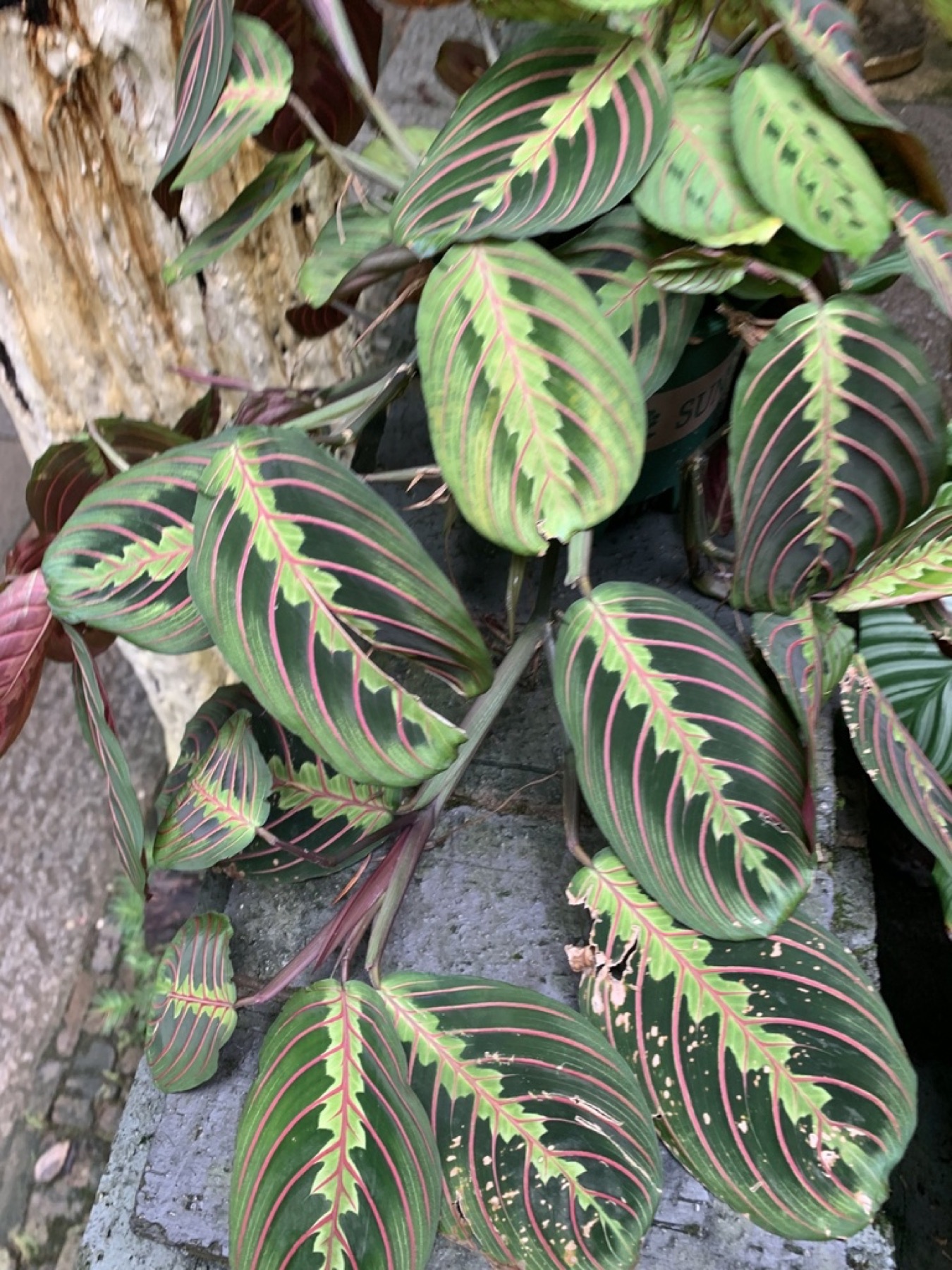 Prayer Plant — photo 11
