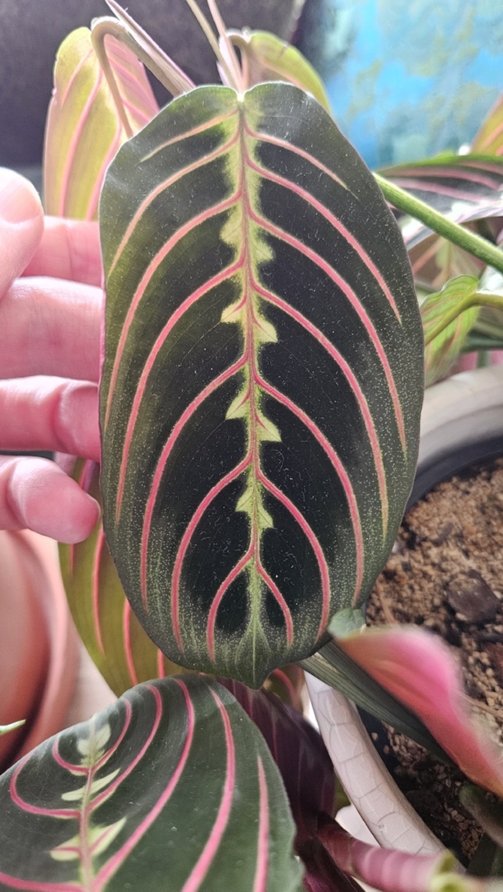 Prayer Plant — photo 12