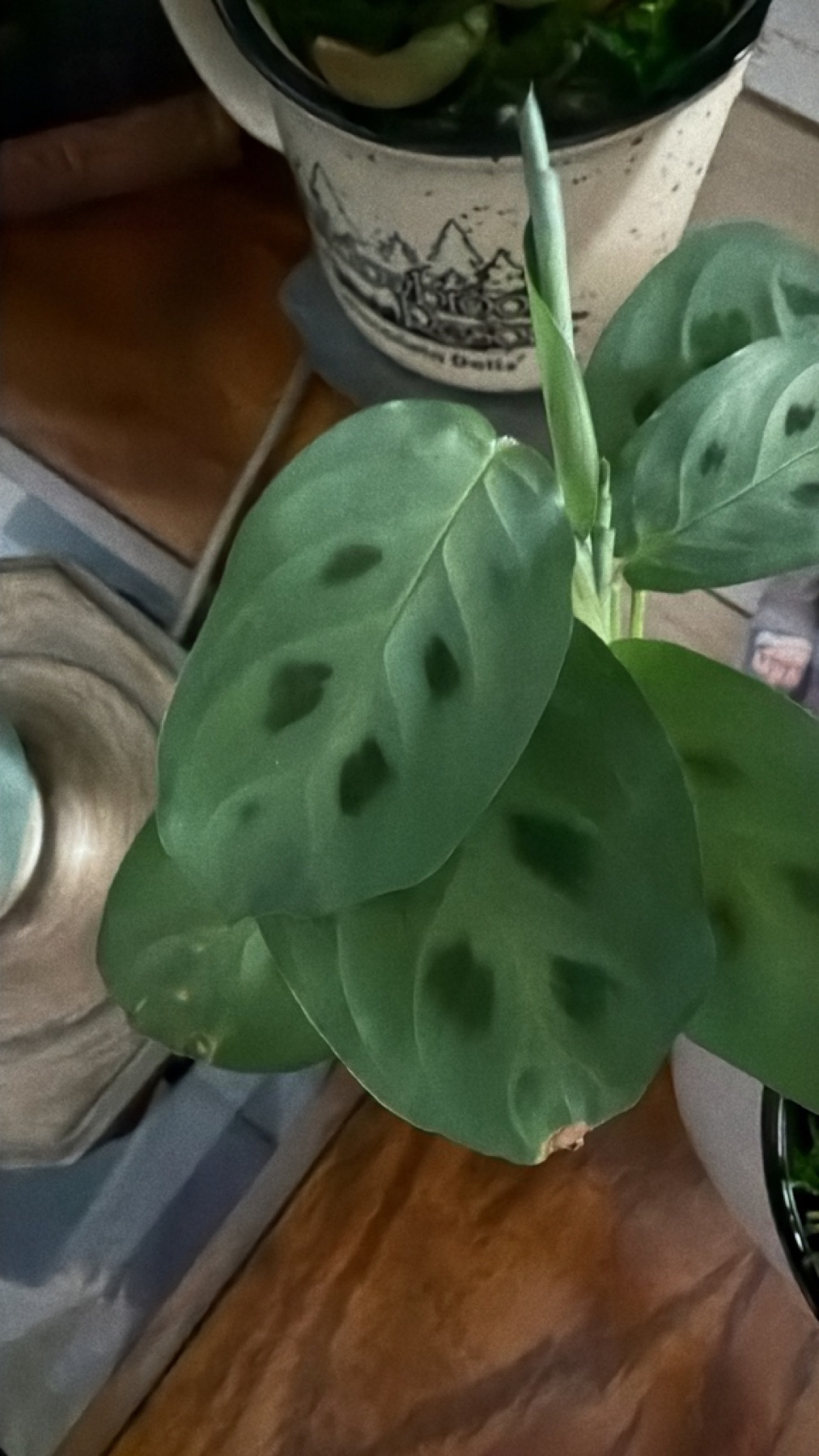 Prayer Plant — photo 13