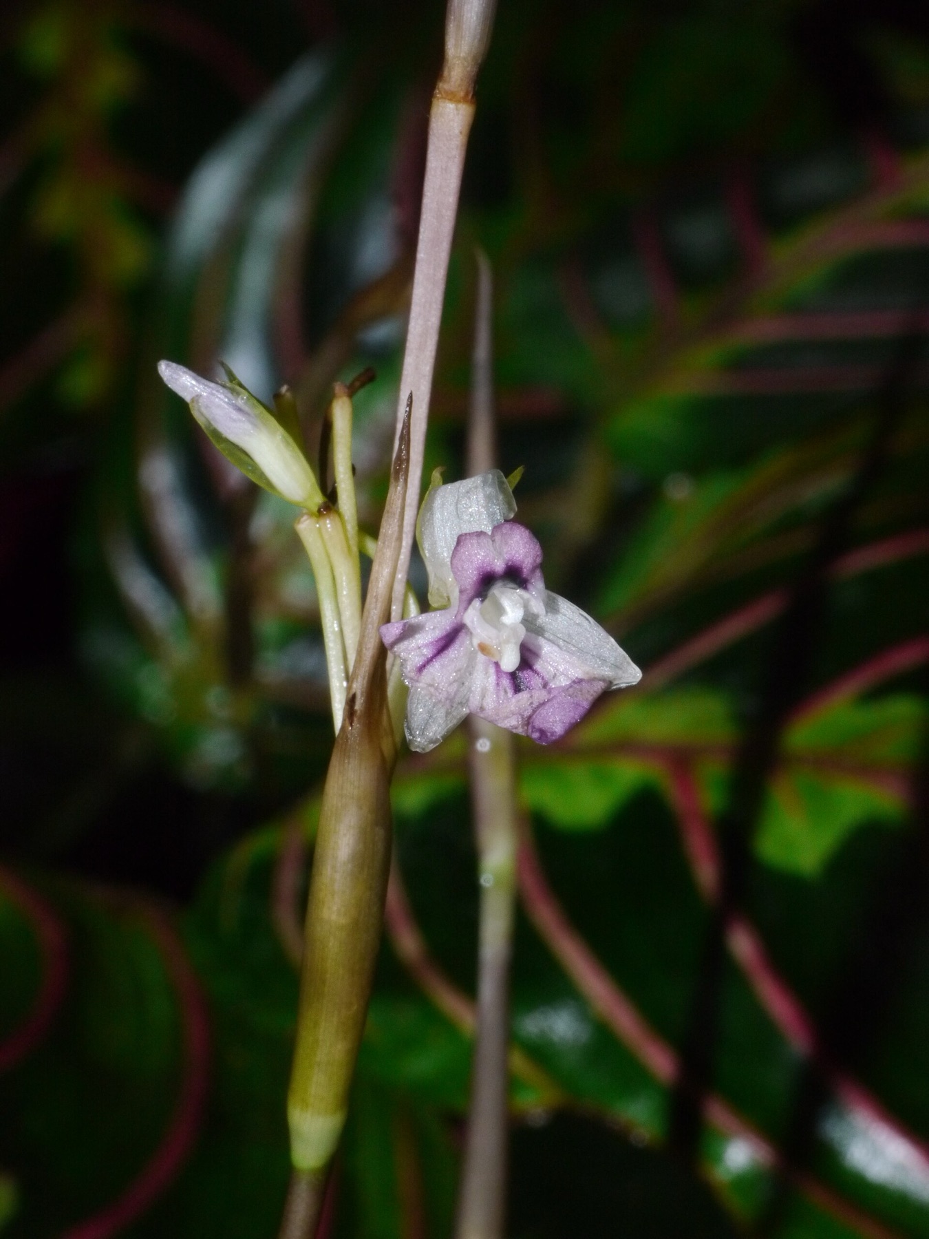 Prayer Plant — photo 14