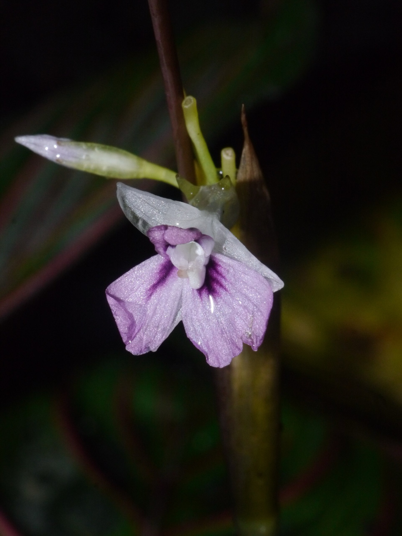 Prayer Plant — photo 15