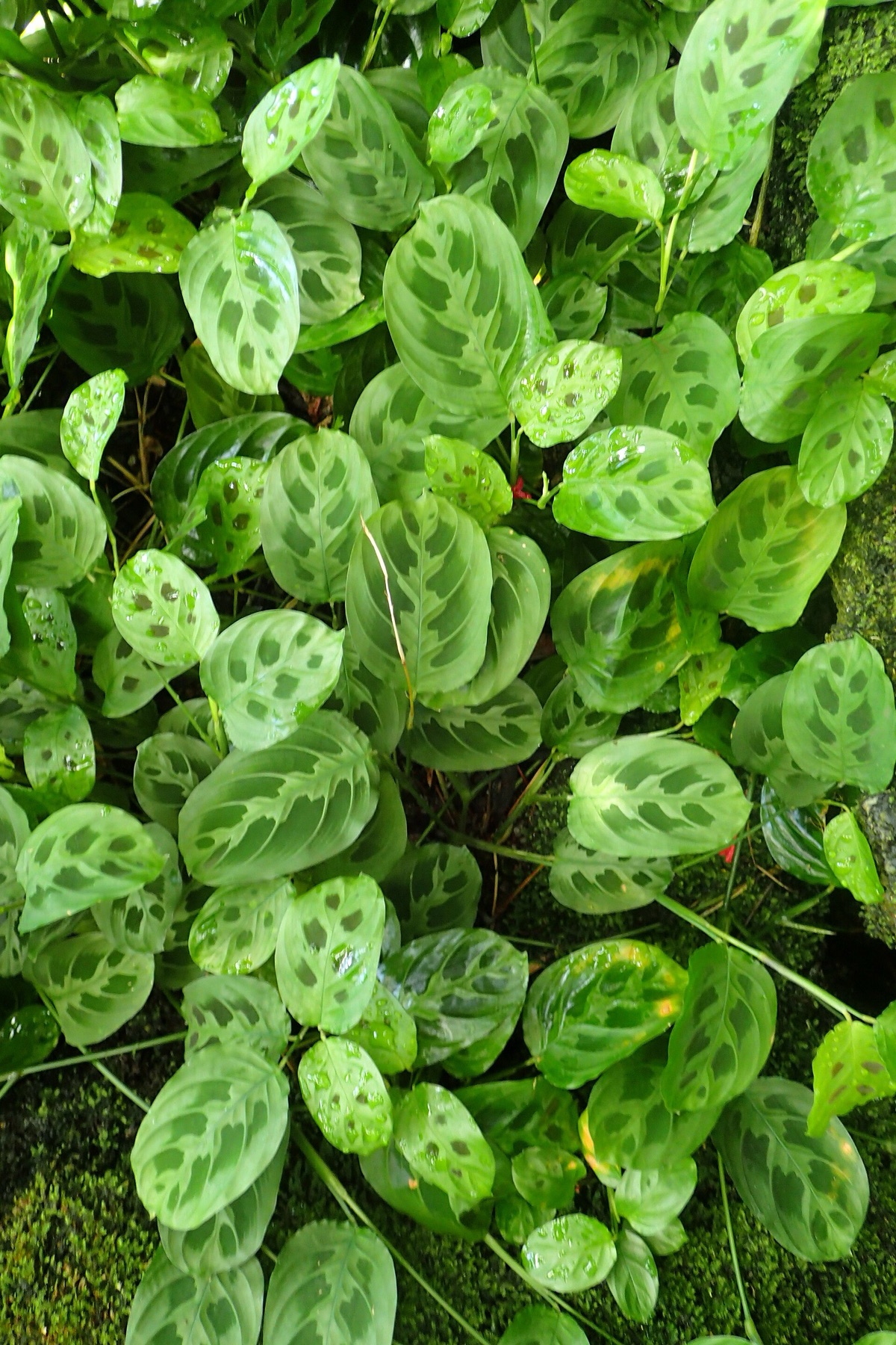 Prayer Plant — photo 16