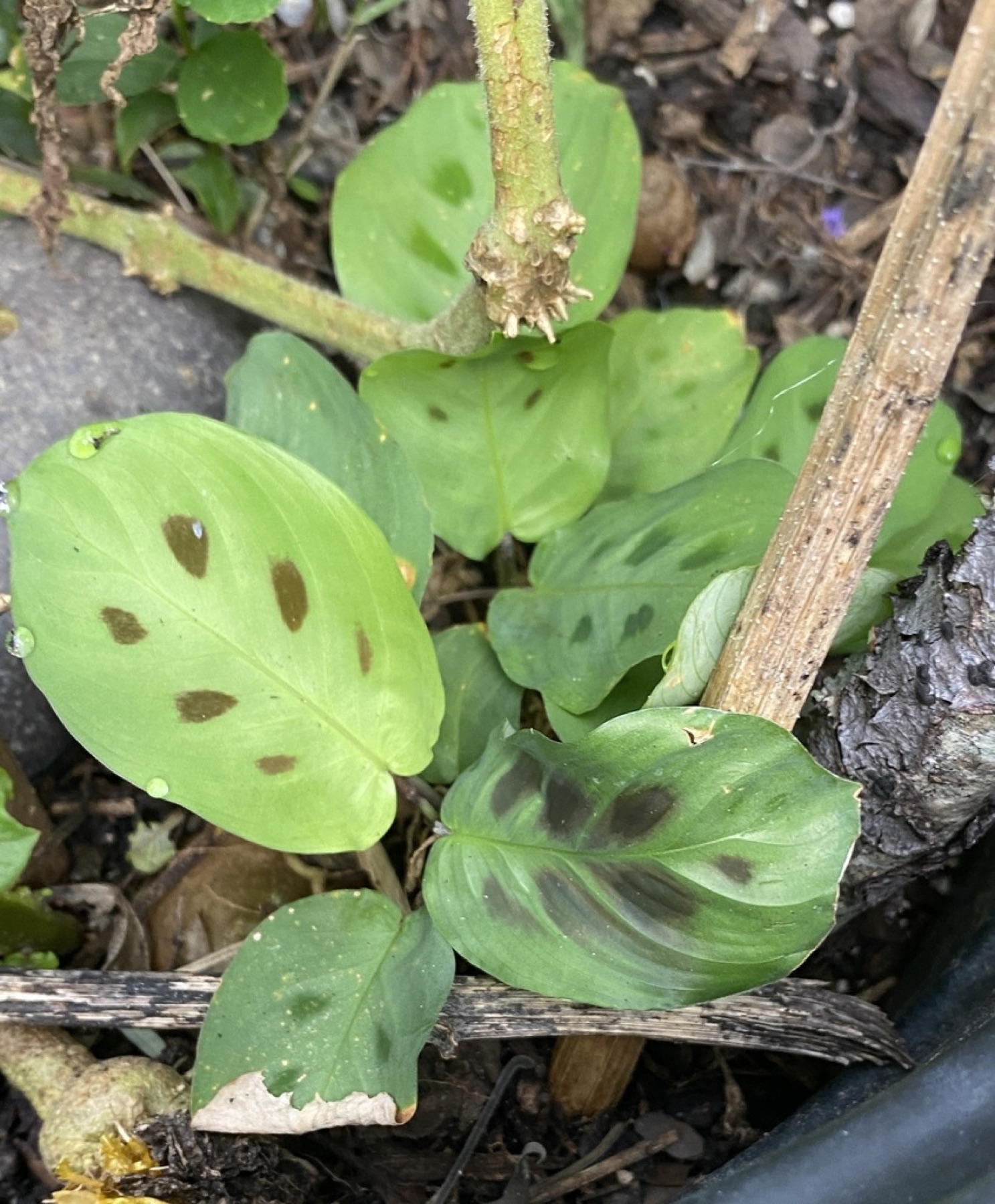 Prayer Plant — photo 17