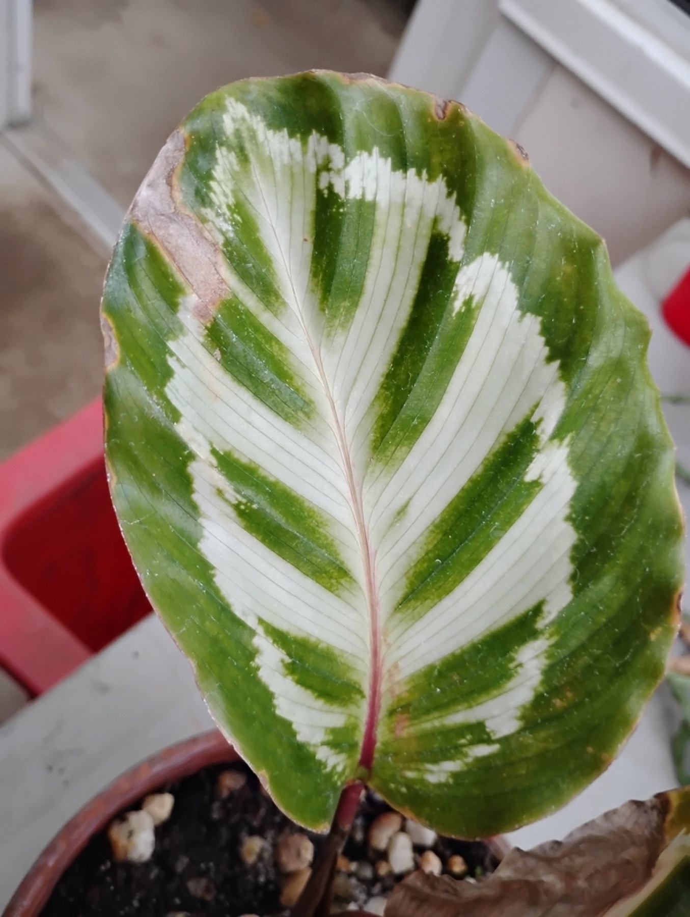 Prayer Plant — photo 18