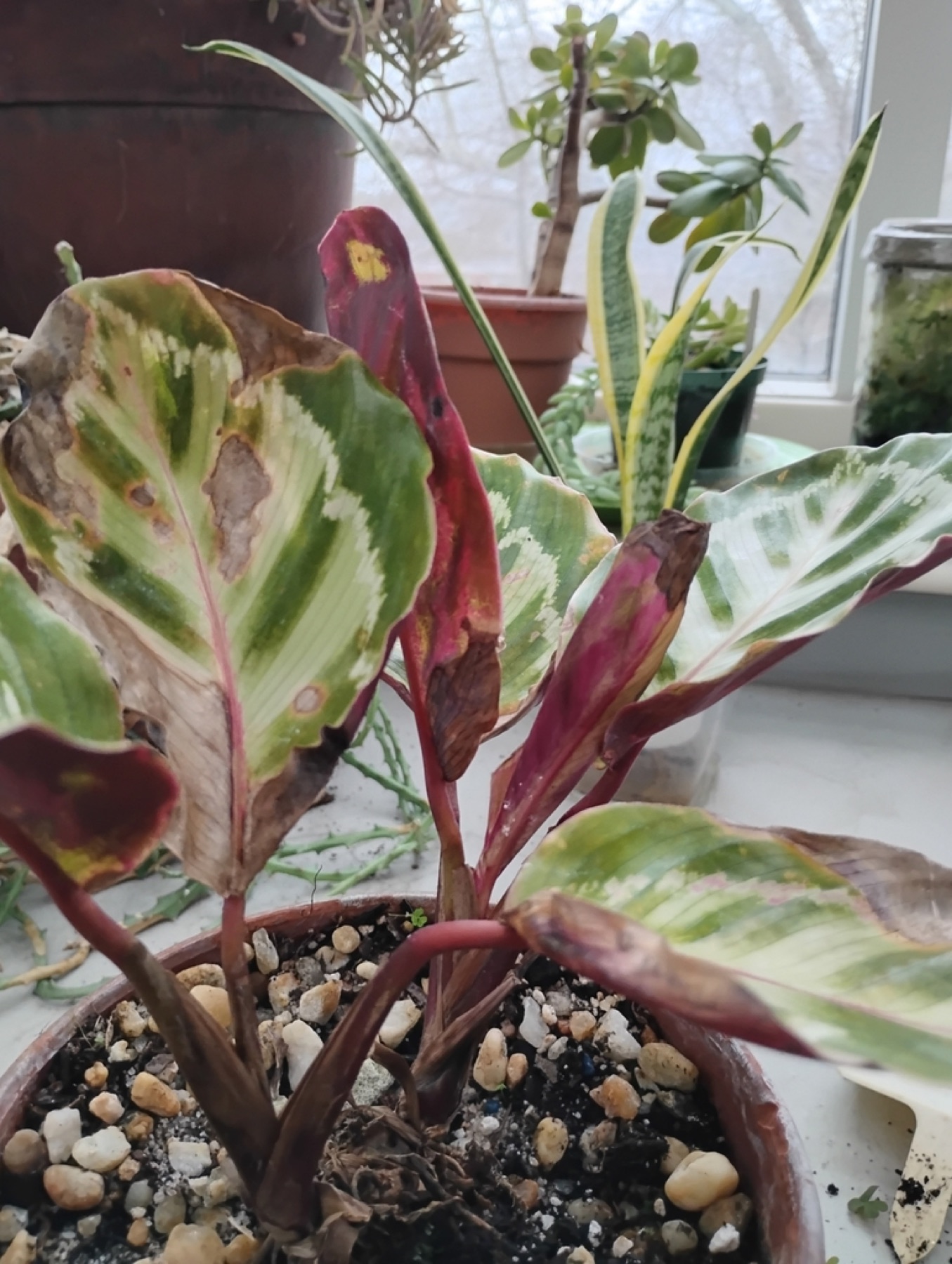 Prayer Plant — photo 19