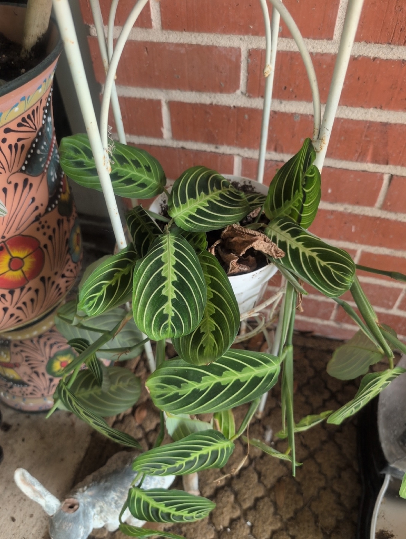 Prayer Plant — photo 20