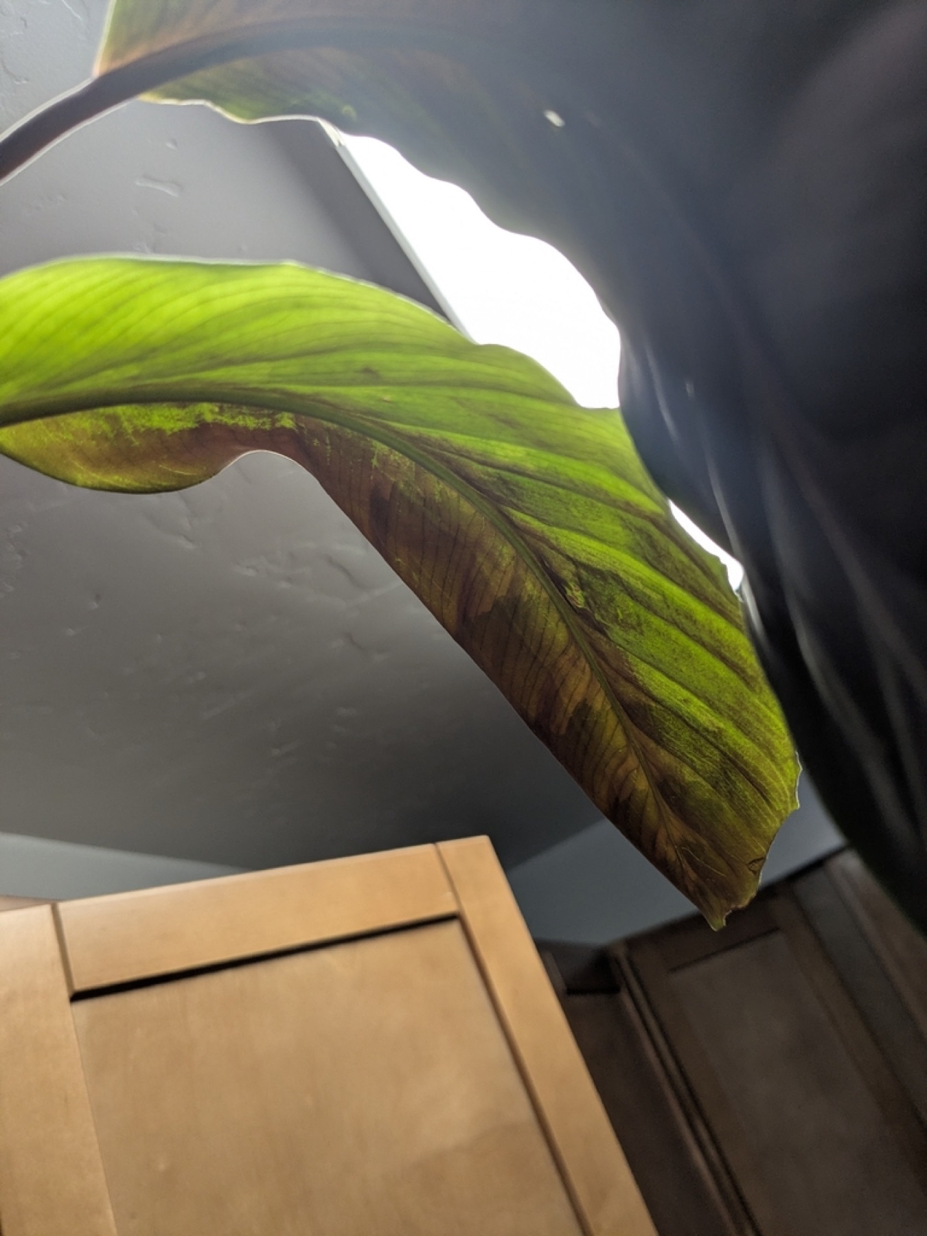 Prayer Plant — photo 21