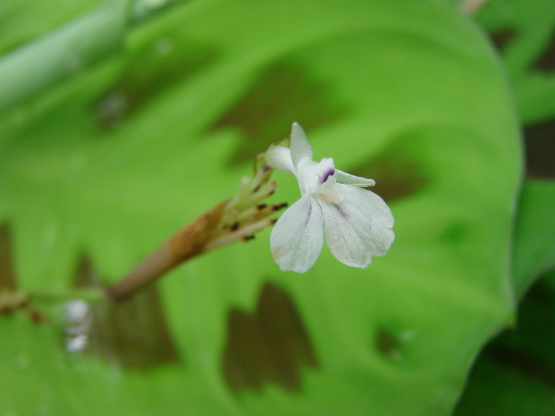 Prayer Plant — photo 23
