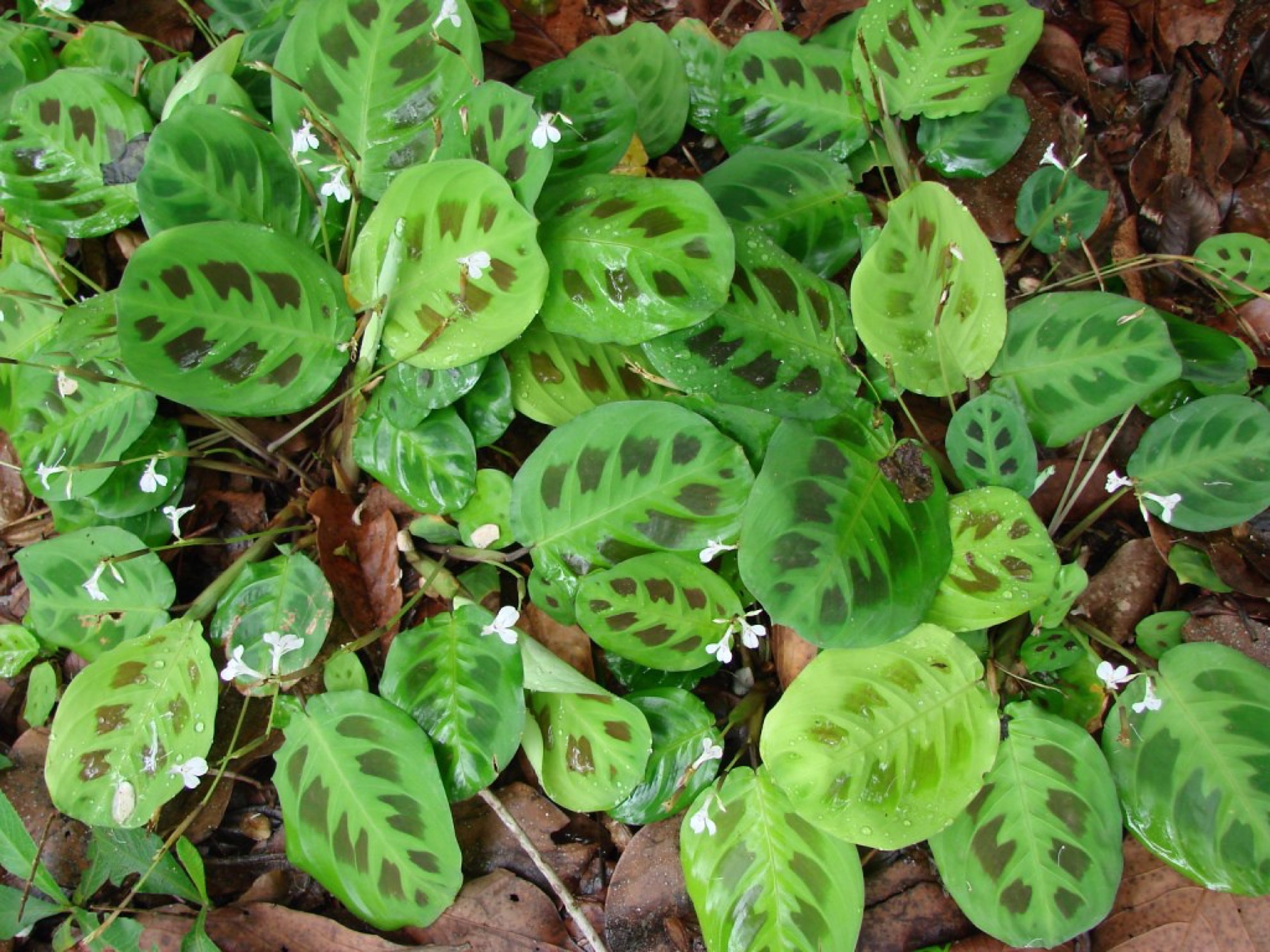 Prayer Plant — photo 24