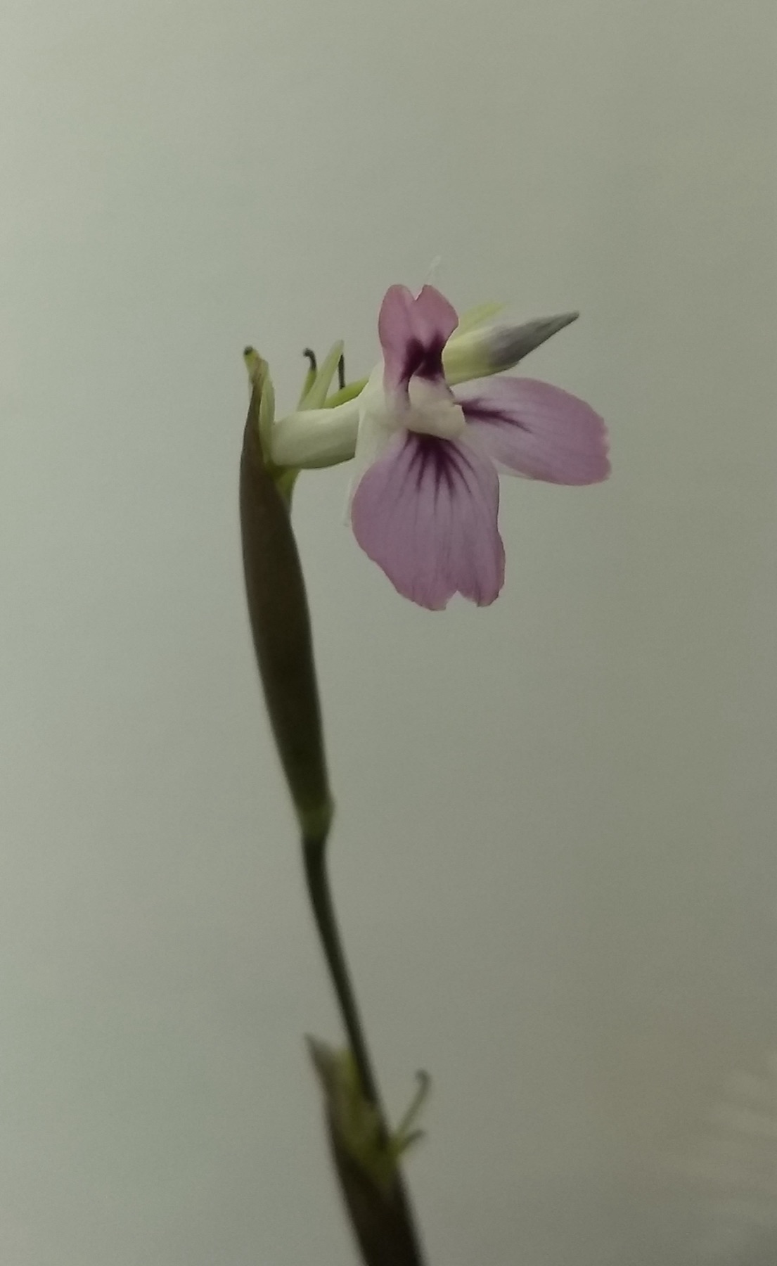 Prayer Plant — photo 1