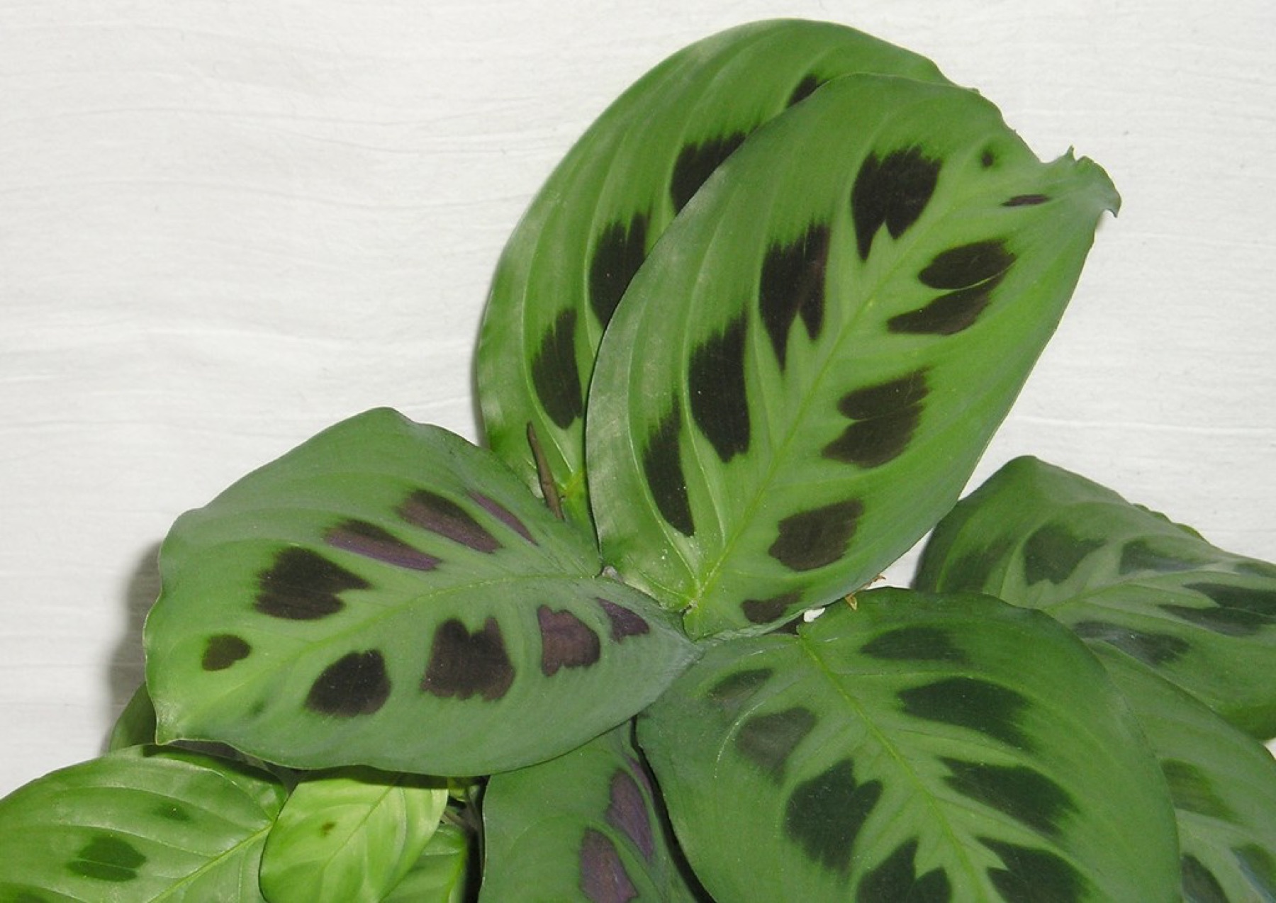 Prayer Plant — photo 2