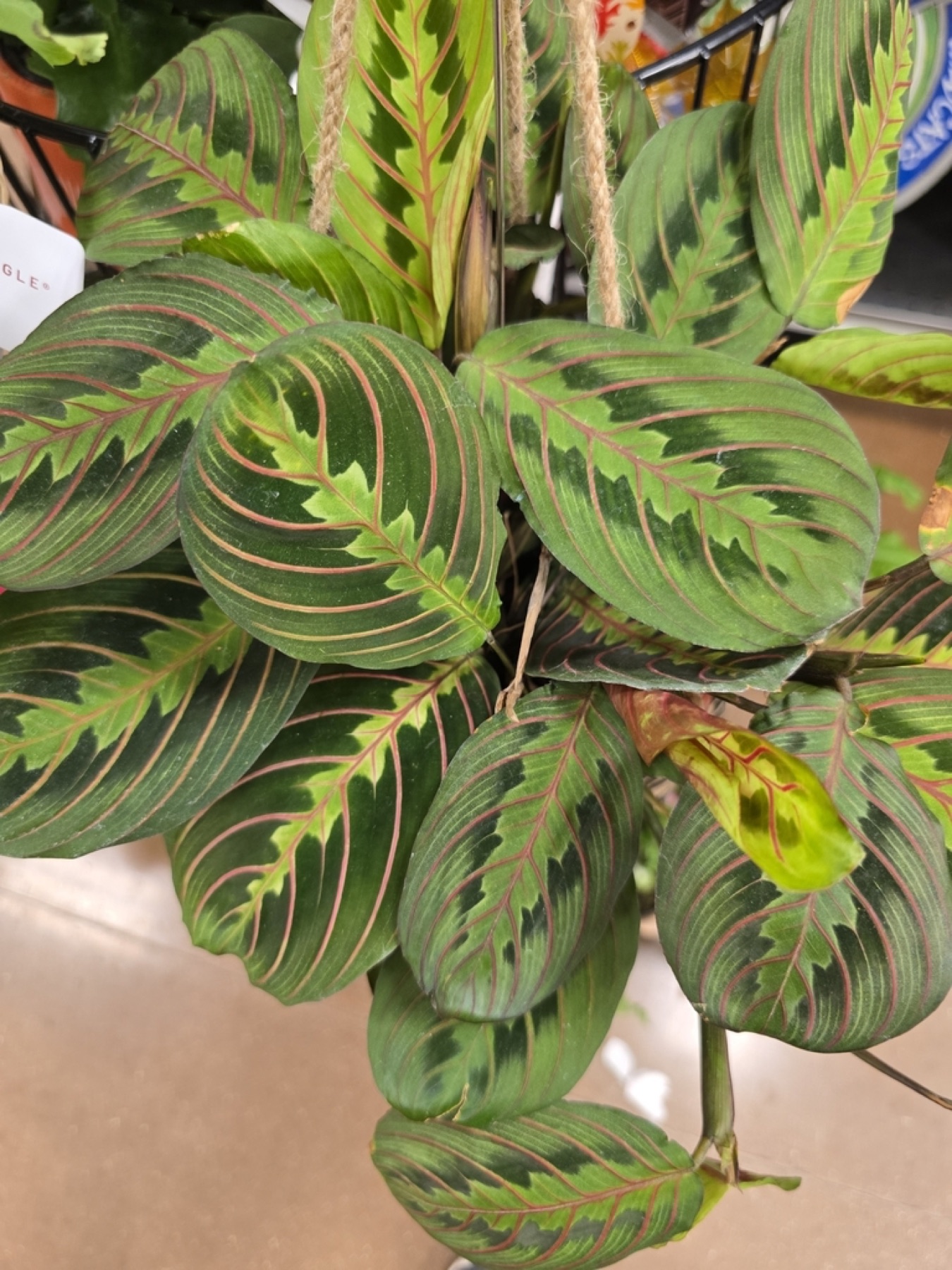 Prayer Plant — photo 3