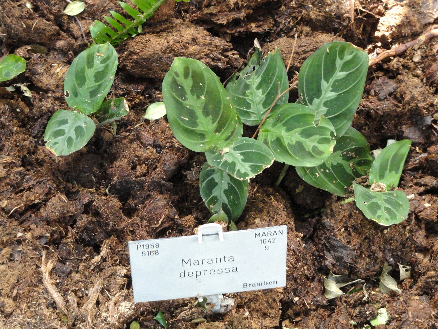 Prayer Plant — photo 4