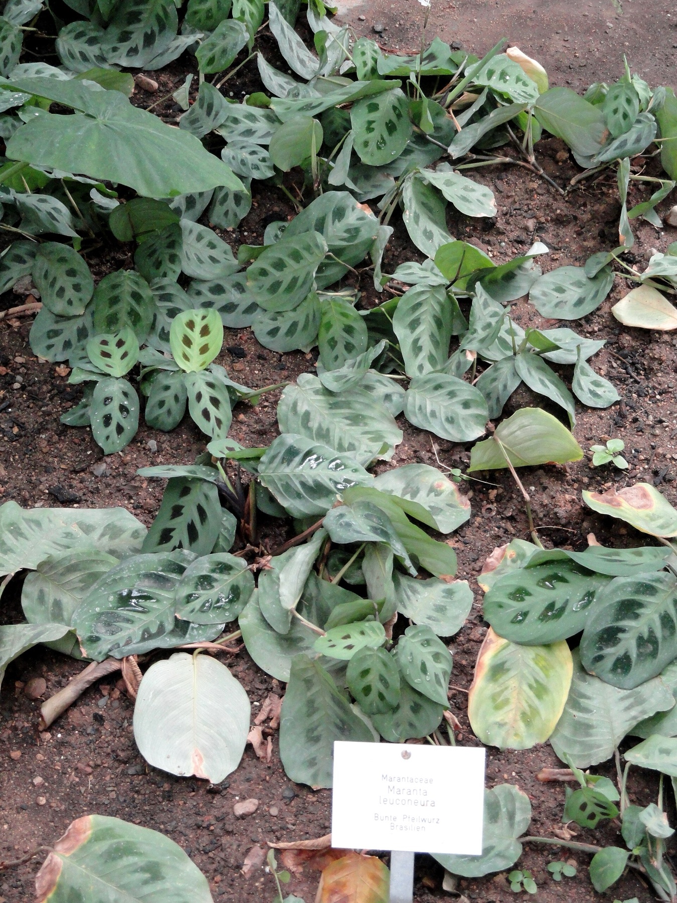 Prayer Plant — photo 5