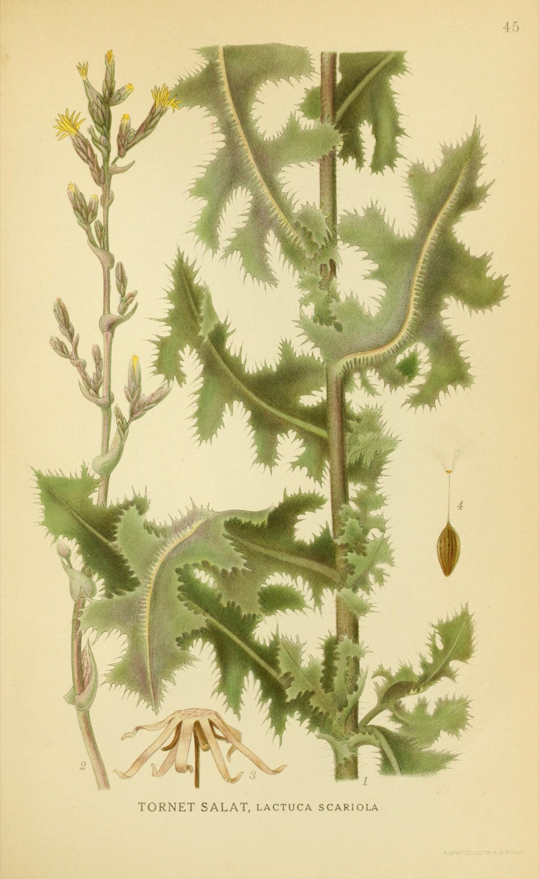 Prickly Lettuce — photo 10