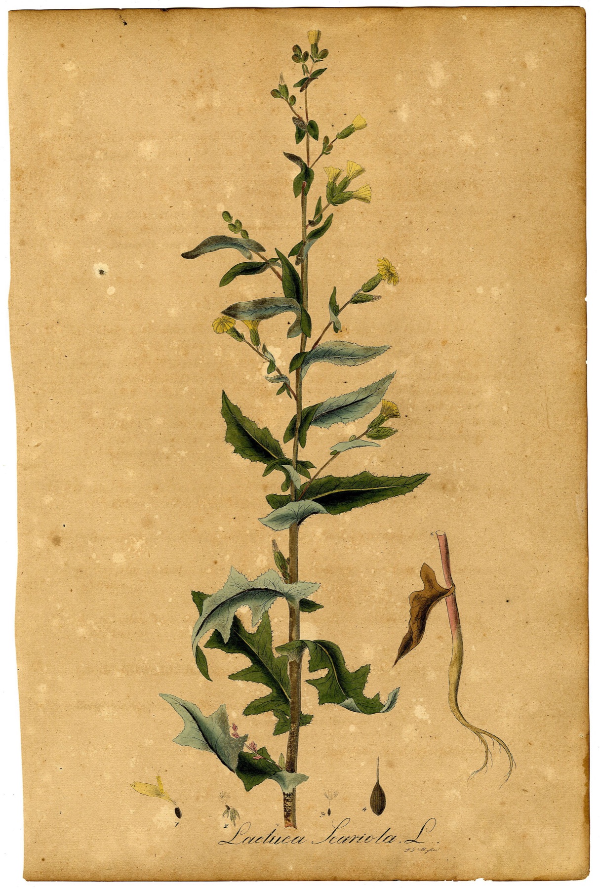 Prickly Lettuce — photo 11